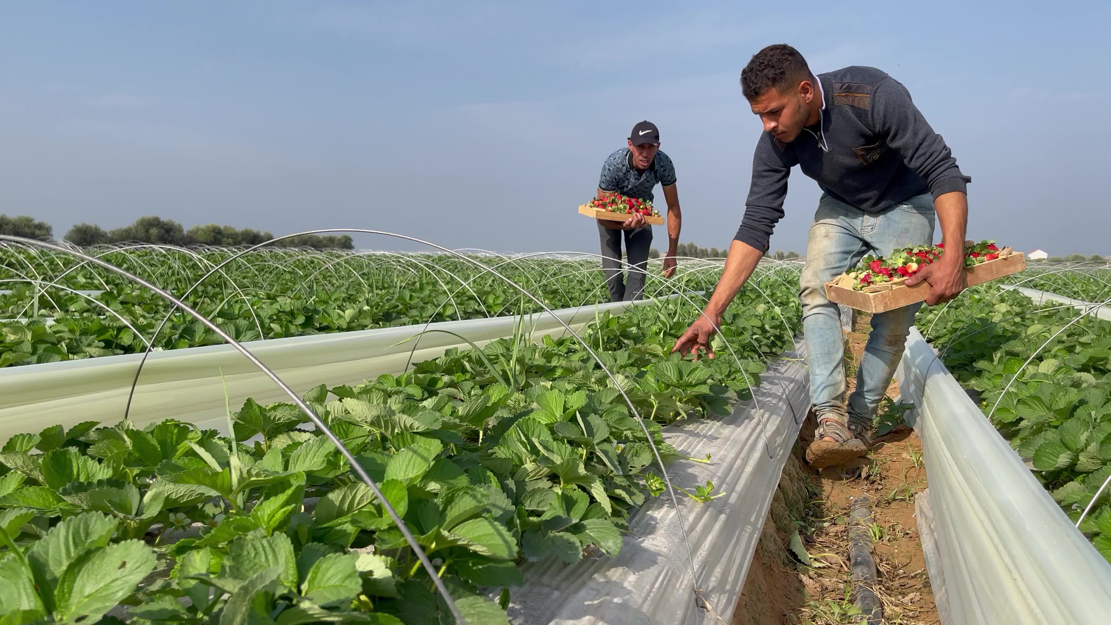 Palestinian farmers collect strawberries in a field in Beit Lahia