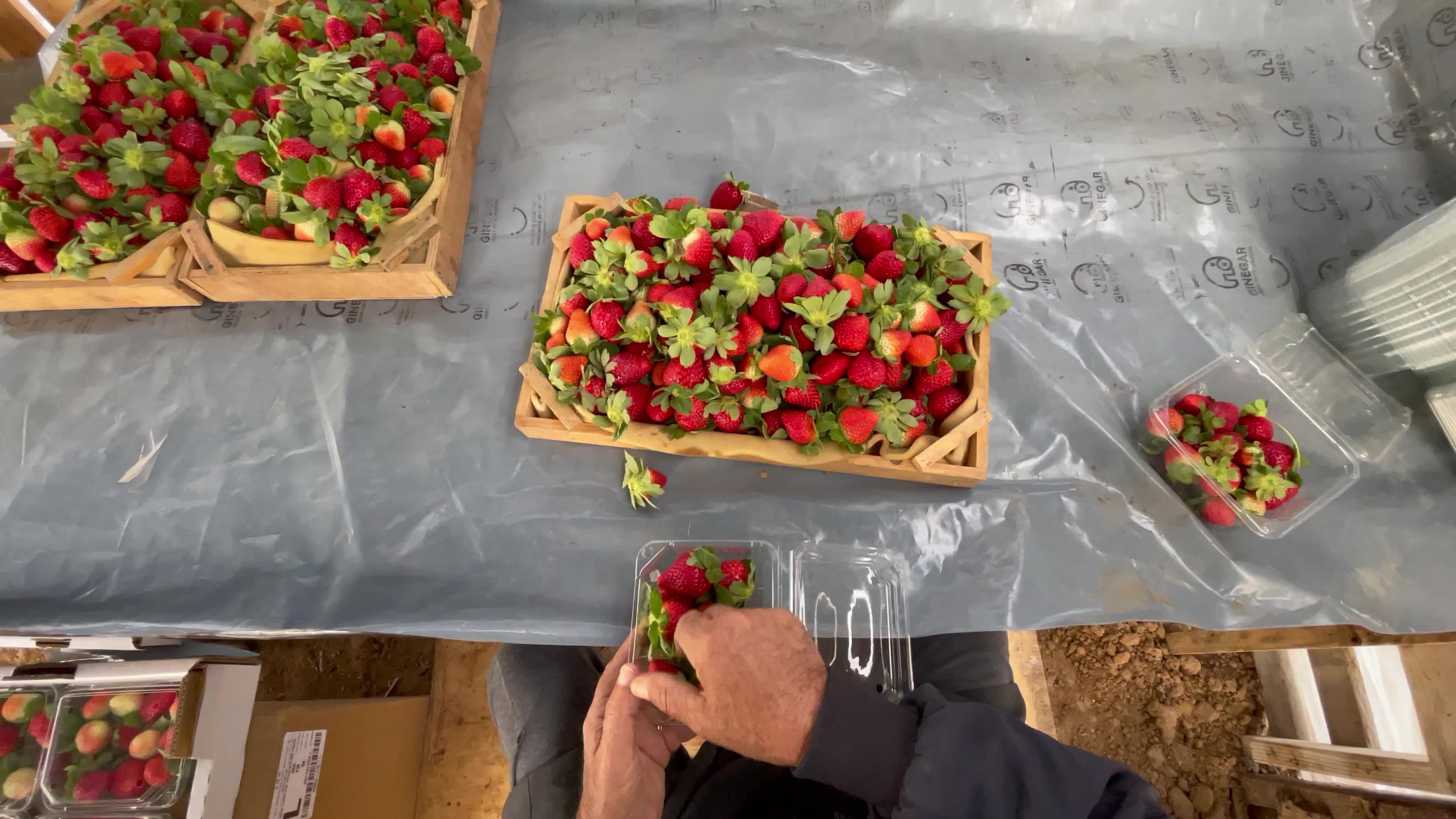 Palestinian farmers collect strawberries in a field in Beit Lahia