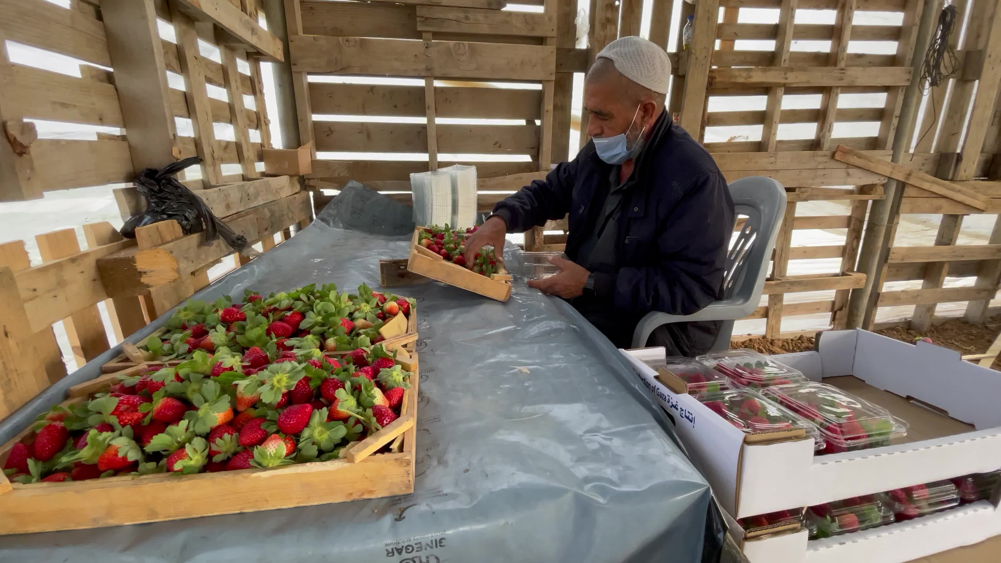 Palestinian farmers collect strawberries in a field in Beit Lahia