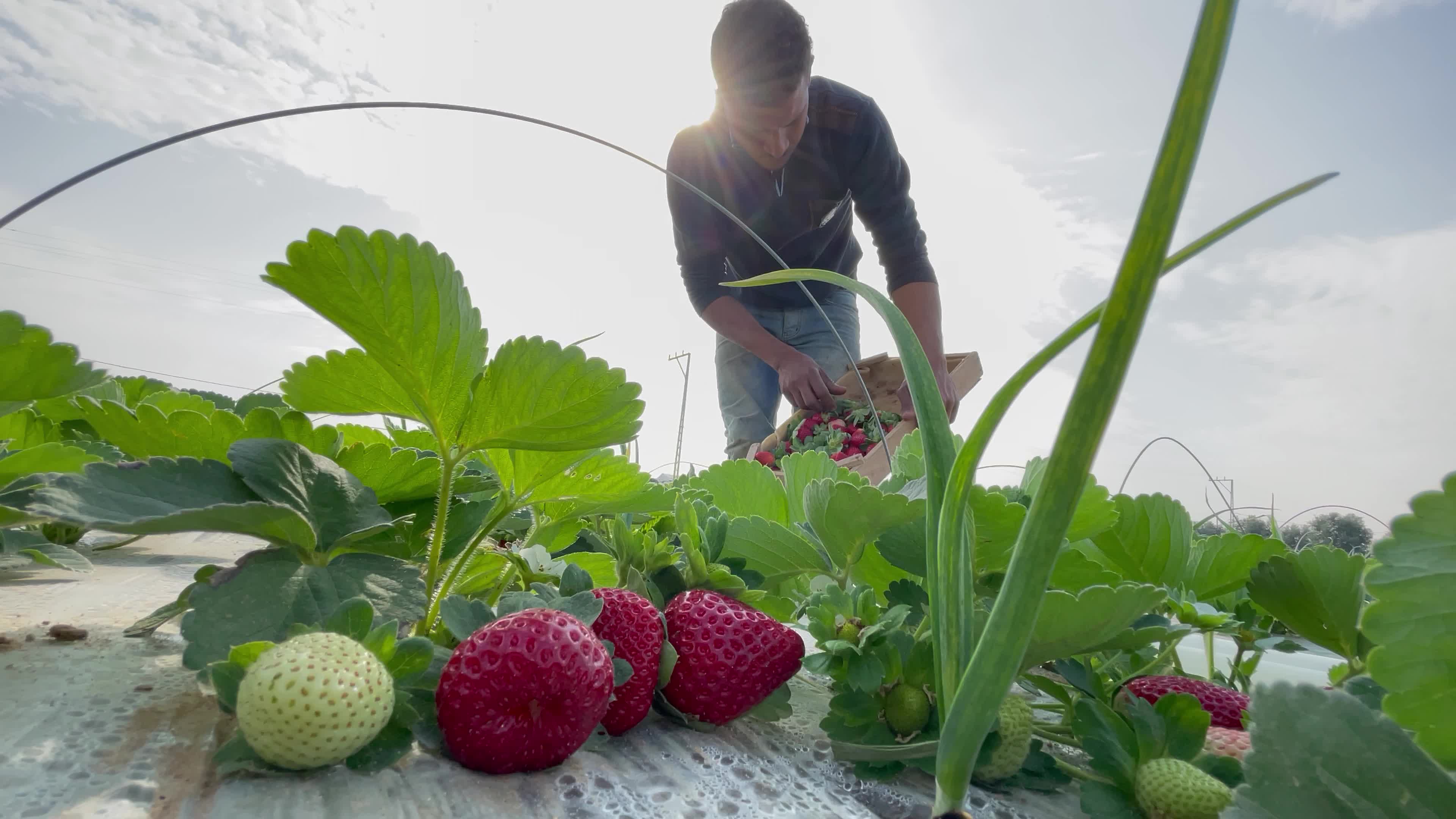 Palestinian farmers collect strawberries in a field in Beit Lahia