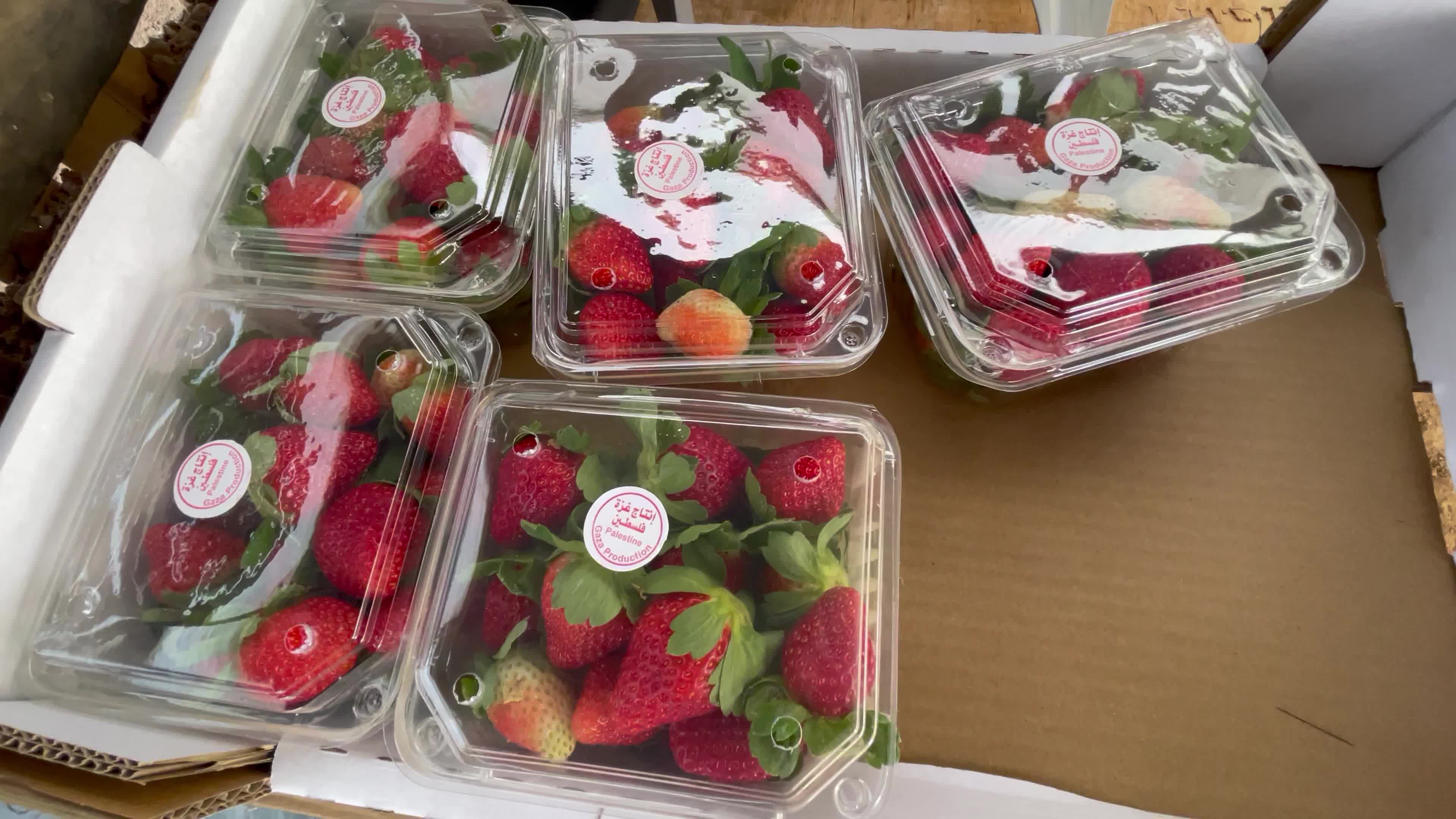 Palestinian farmers collect strawberries in a field in Beit Lahia