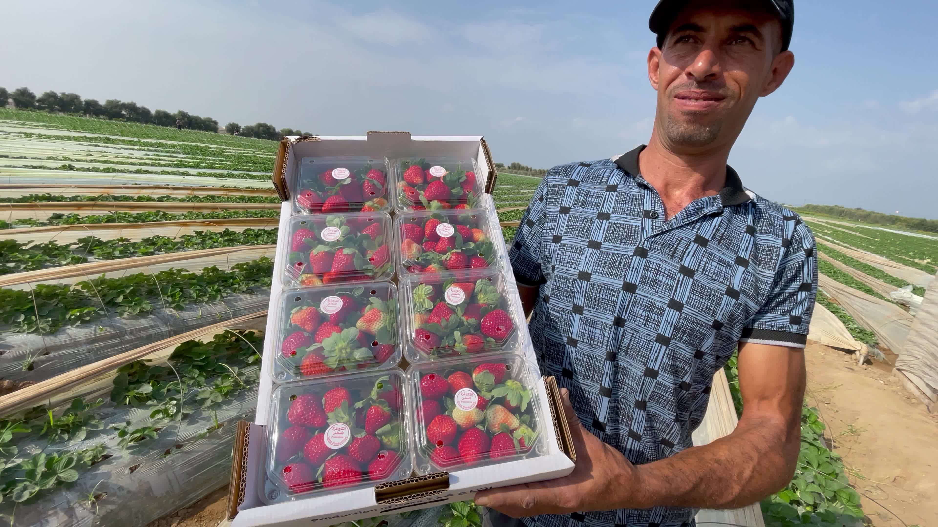 Palestinian farmers collect strawberries in a field in Beit Lahia