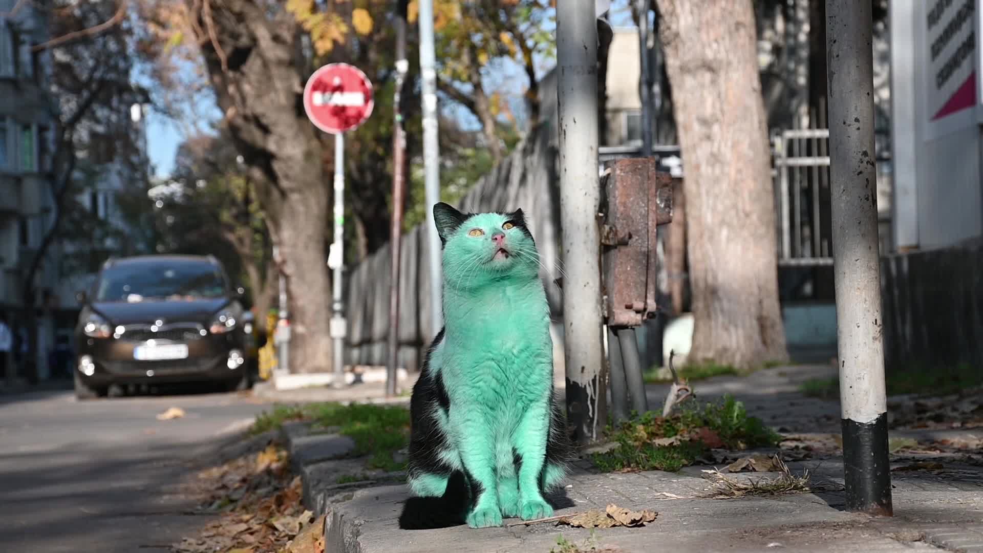 Green cat of Bulgaria
