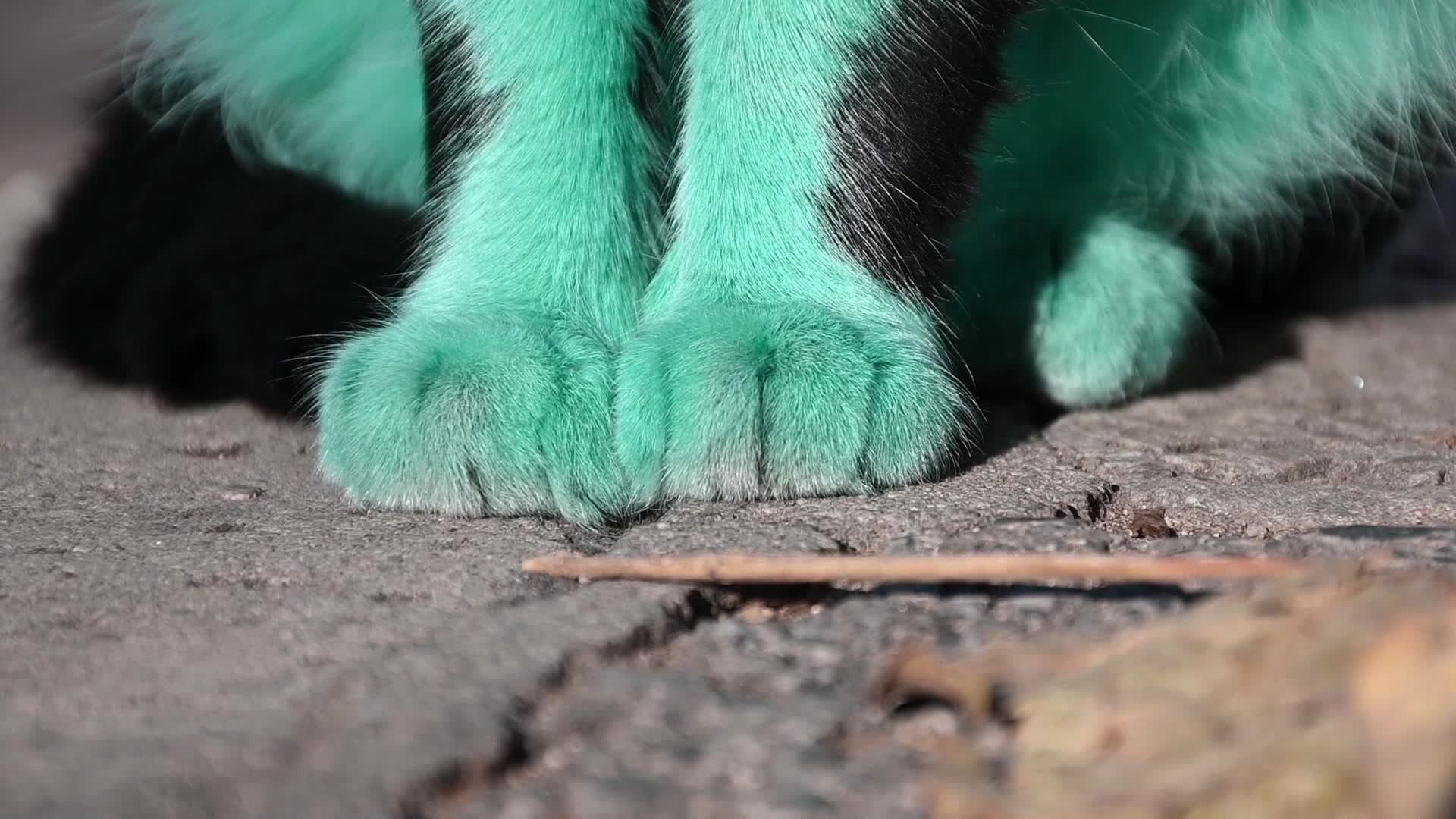 Green cat of Bulgaria
