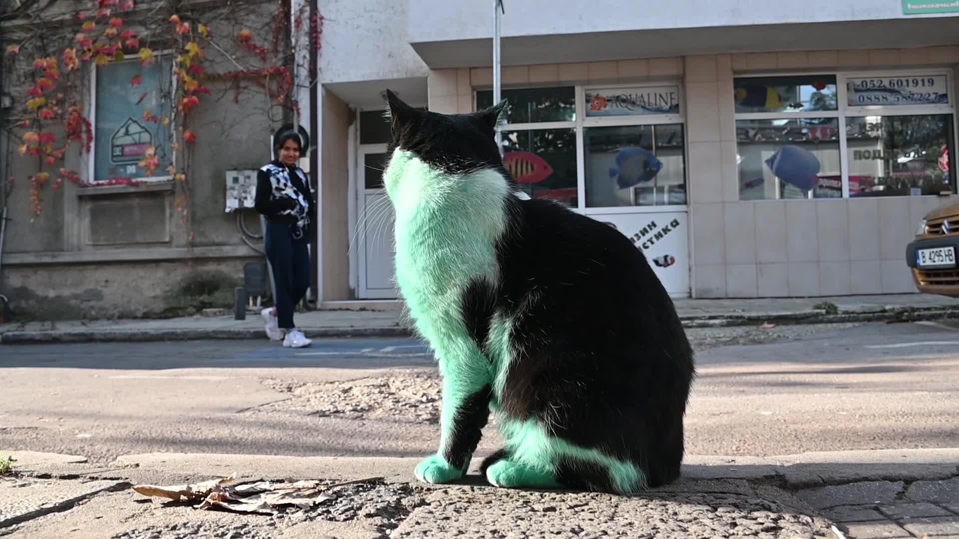 Green cat of Bulgaria
