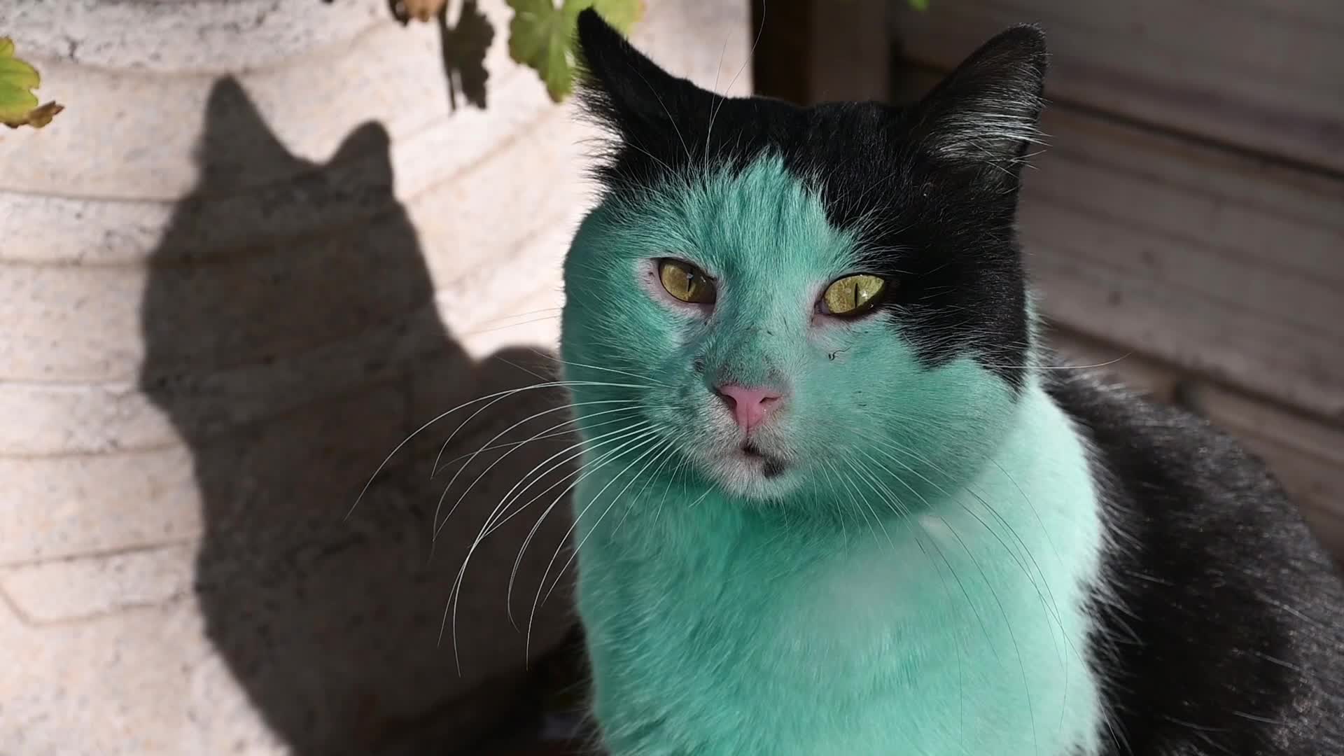 Green cat of Bulgaria
