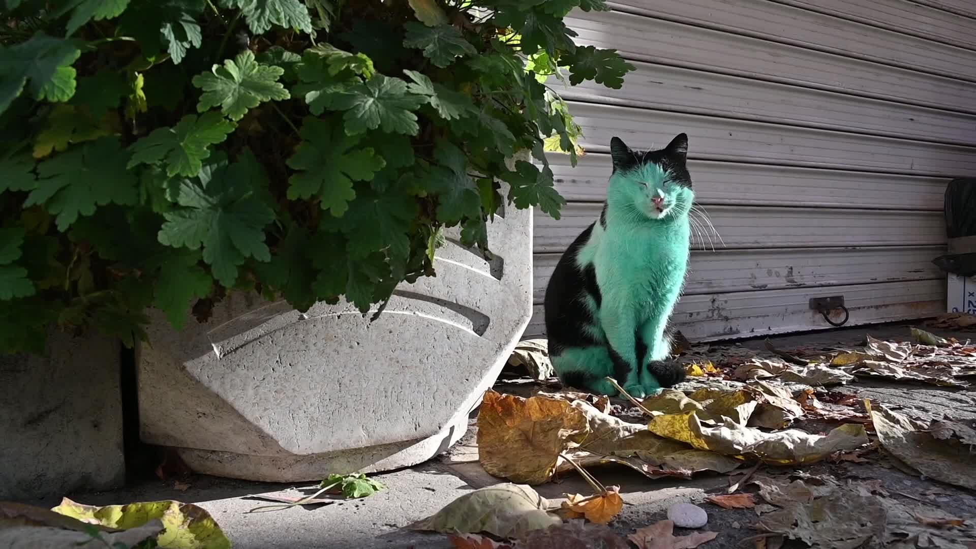 Green cat of Bulgaria
