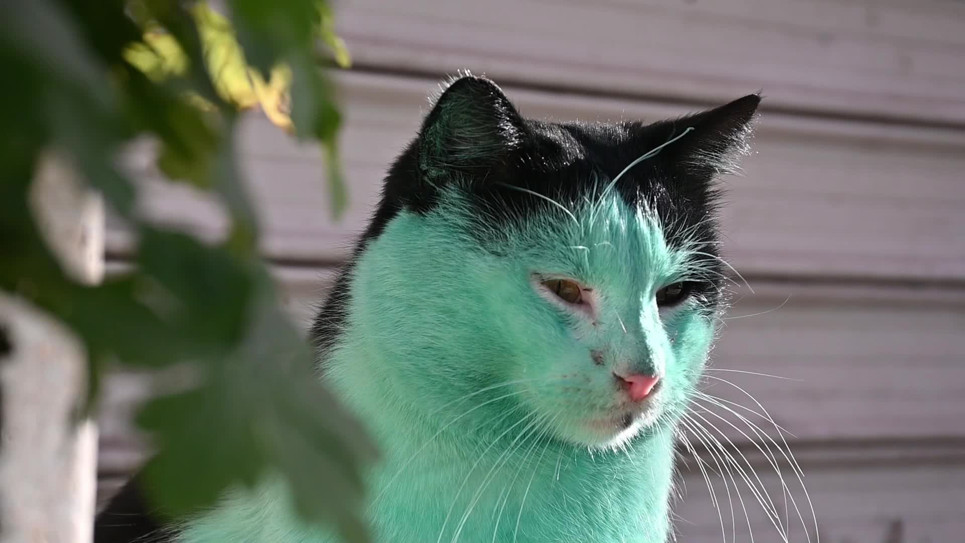 Green cat of Bulgaria
