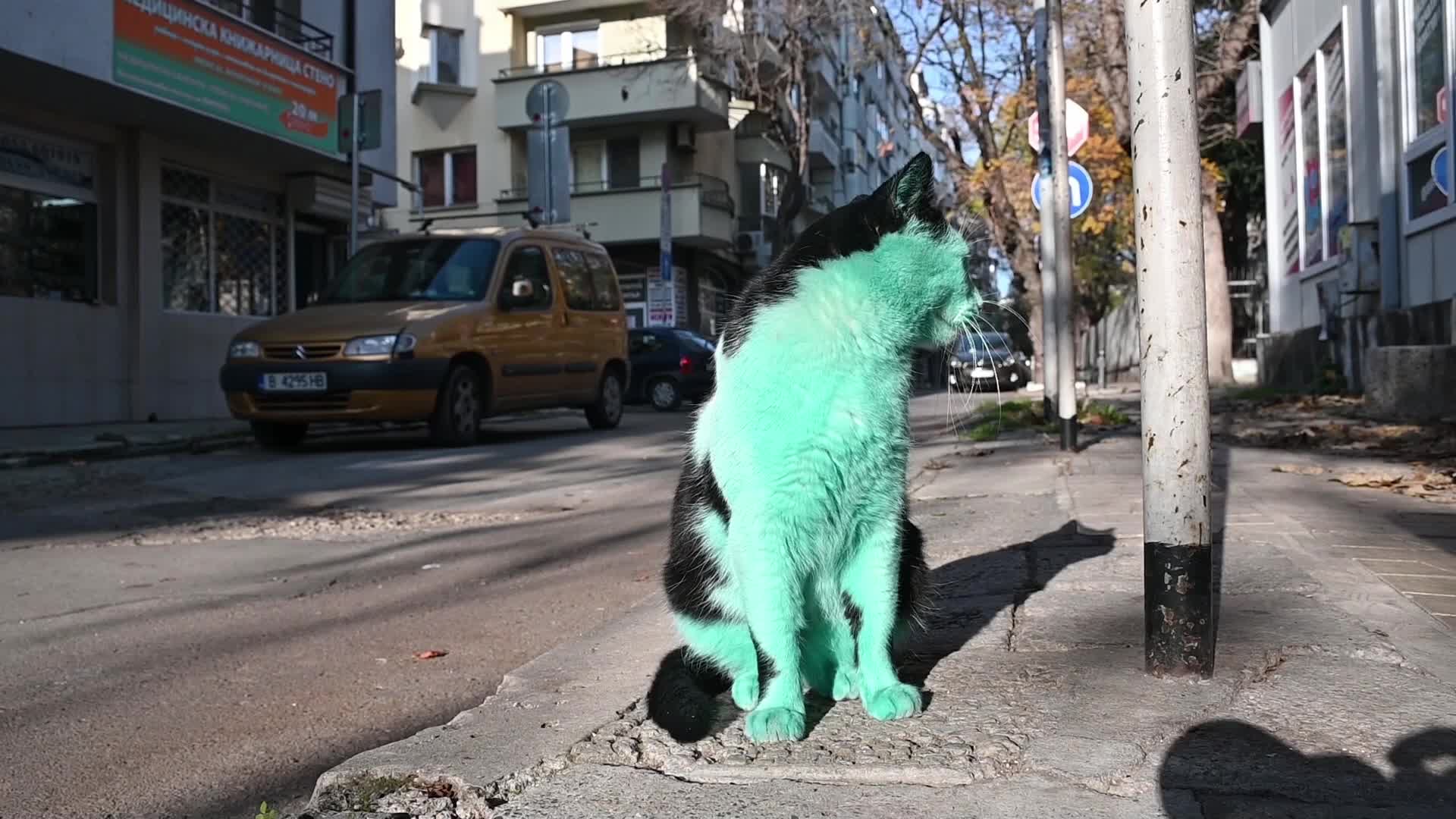 Green cat of Bulgaria

