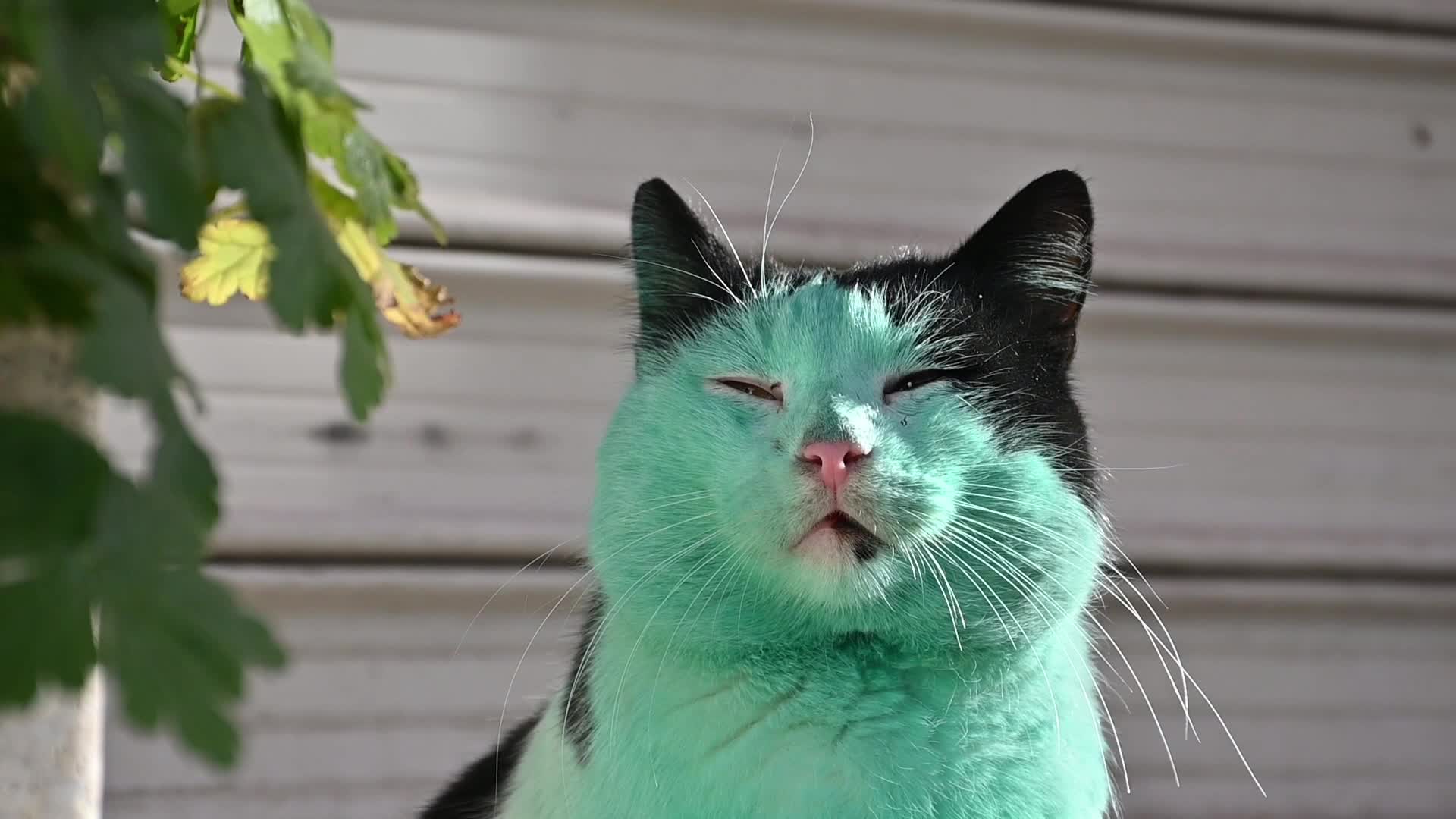 Green cat of Bulgaria
