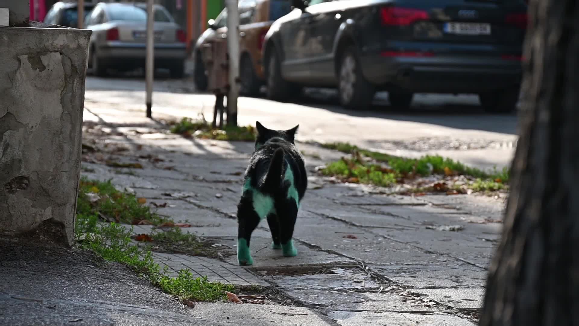 Green cat of Bulgaria
