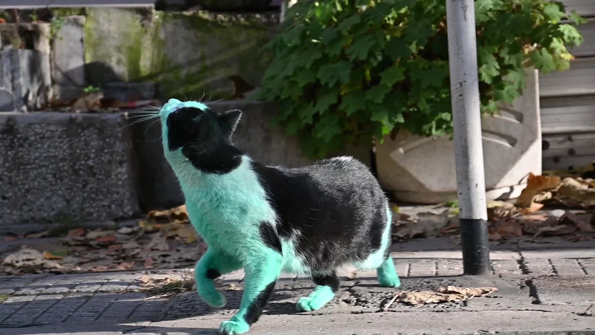 Green cat of Bulgaria
