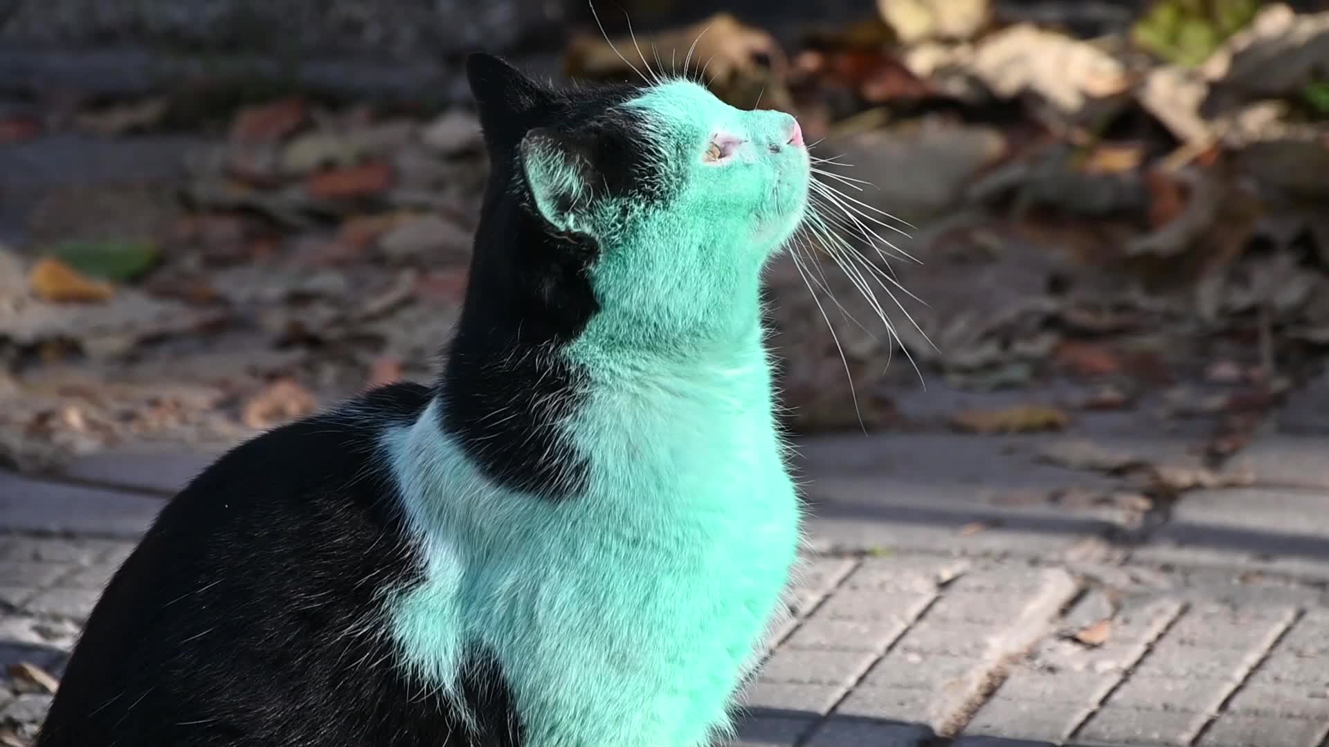 Green cat of Bulgaria
