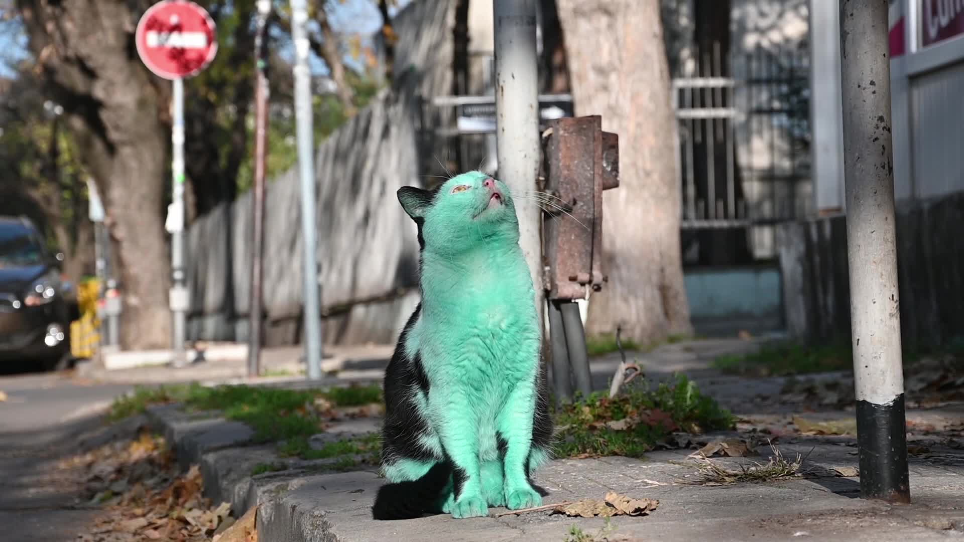 Green cat of Bulgaria
