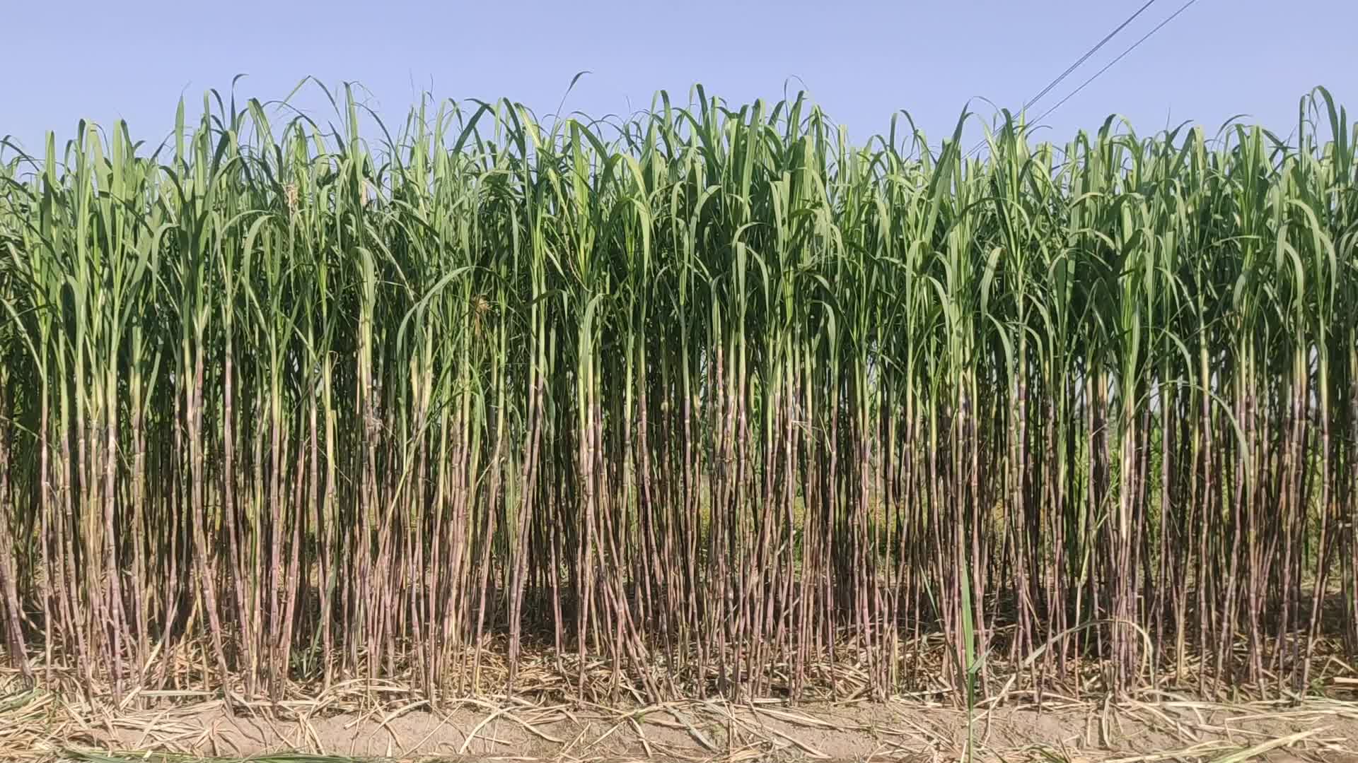 Indian Farmer harvests sugarcane