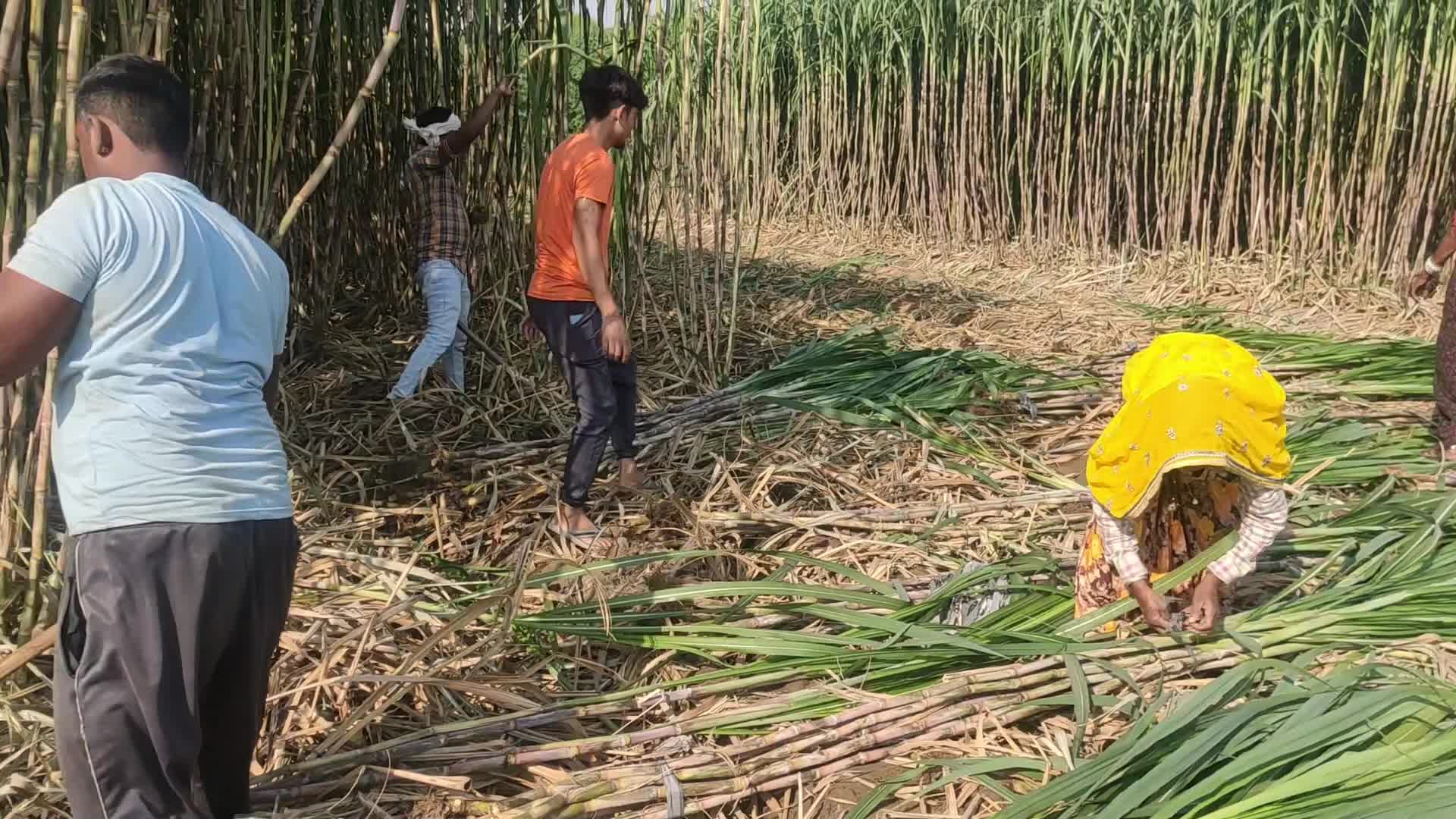 Indian Farmer harvests sugarcane