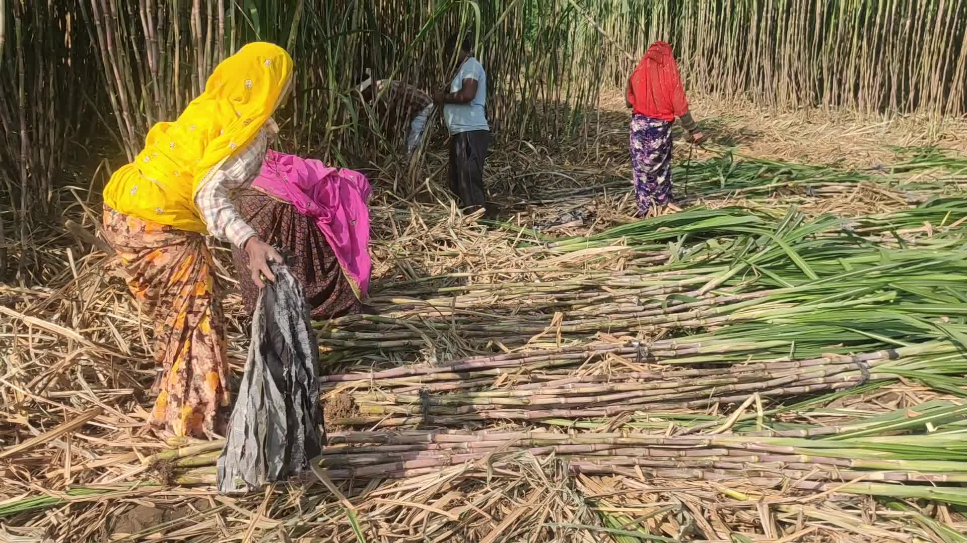 Indian Farmer harvests sugarcane