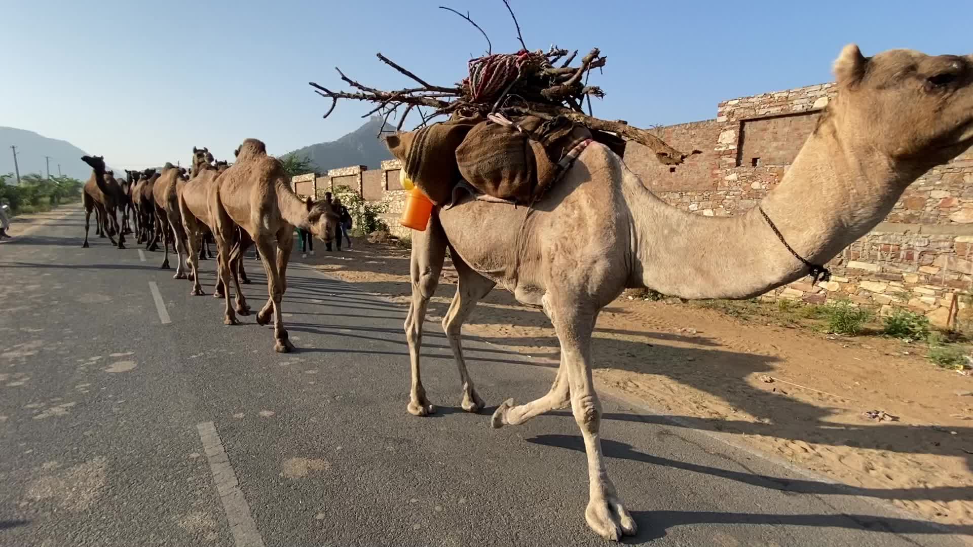 Annual Pushkar cattle Fair 2021