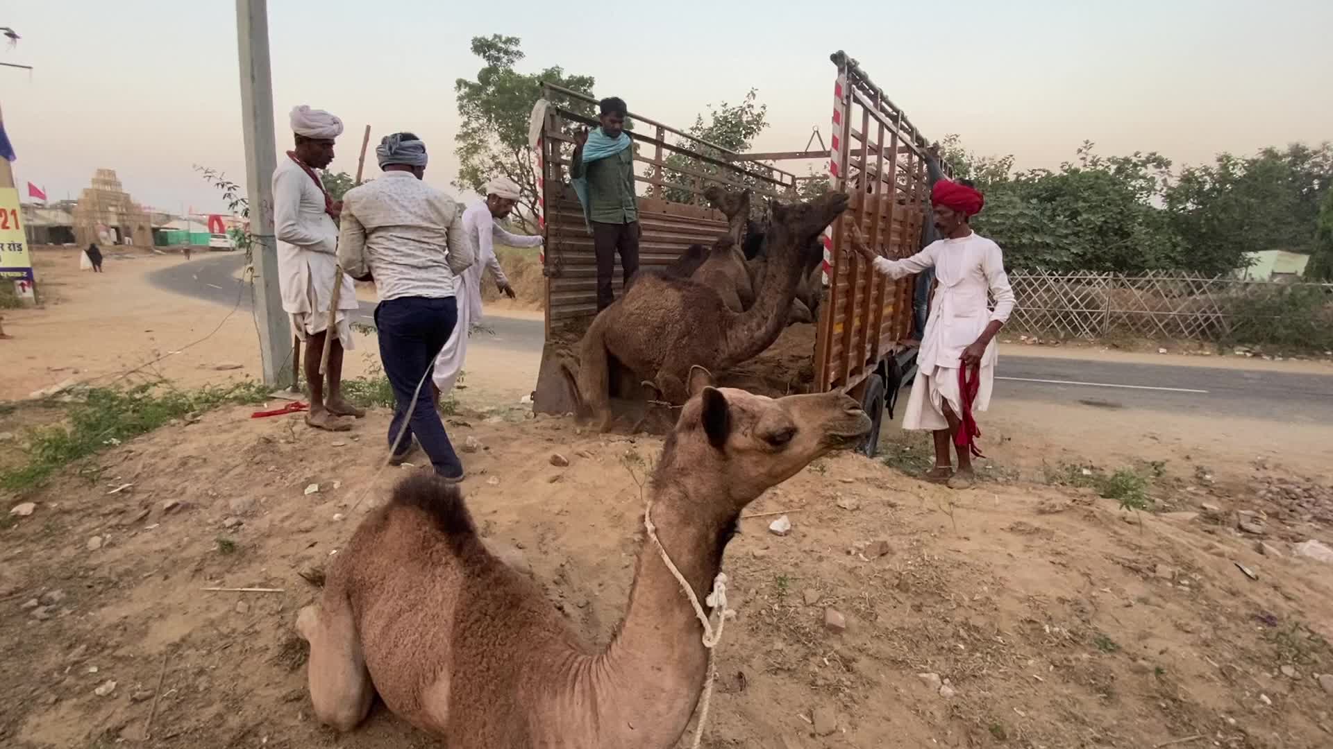Annual Pushkar cattle Fair 2021