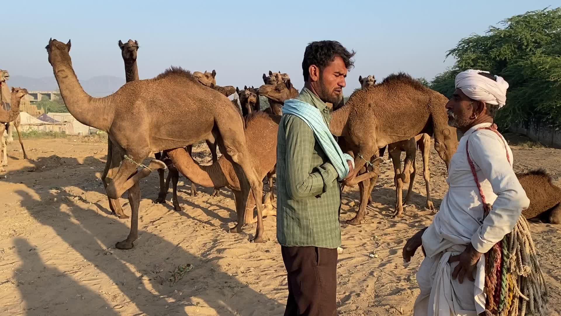 Annual Pushkar cattle Fair 2021