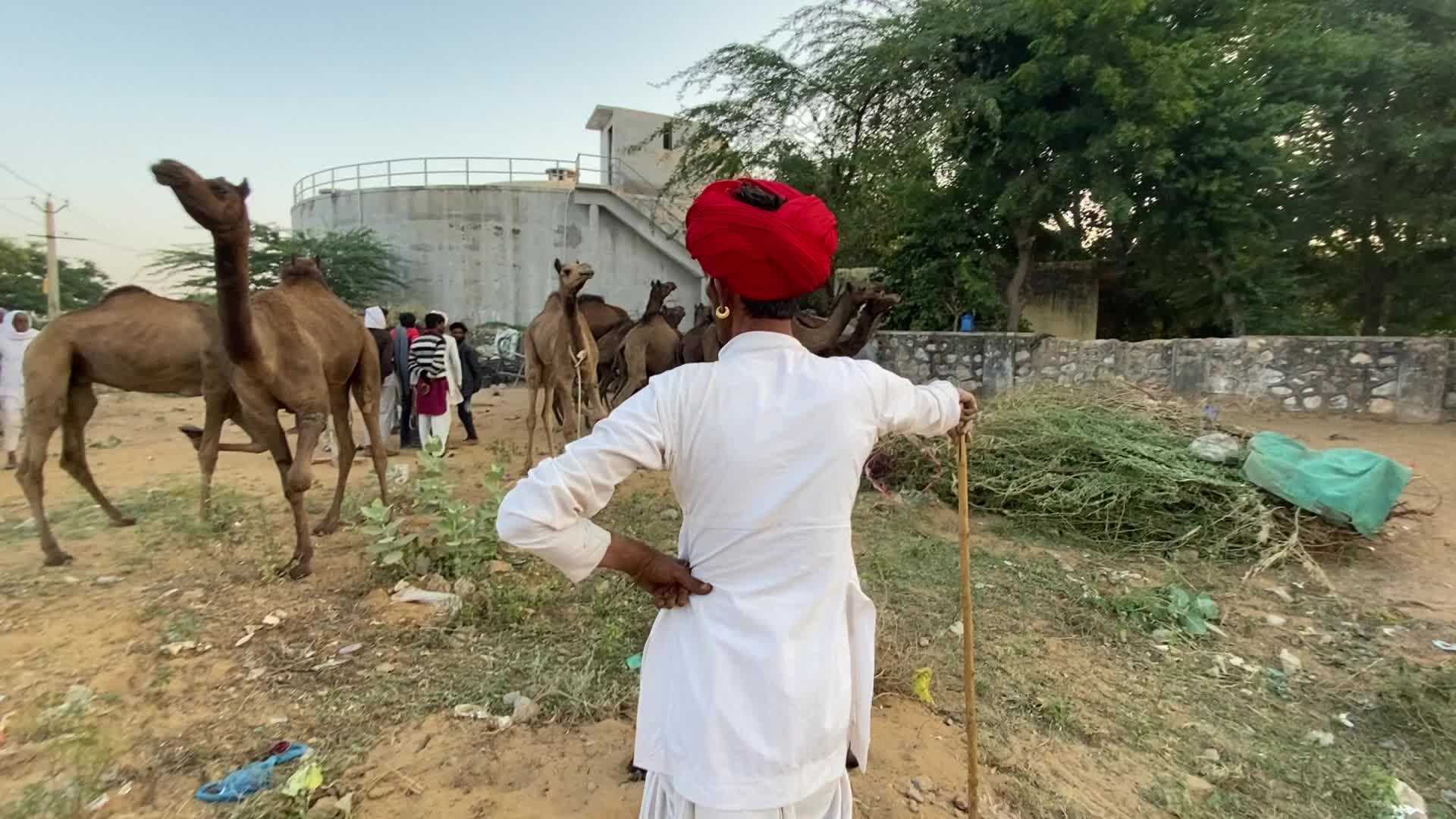 Annual Pushkar cattle Fair 2021