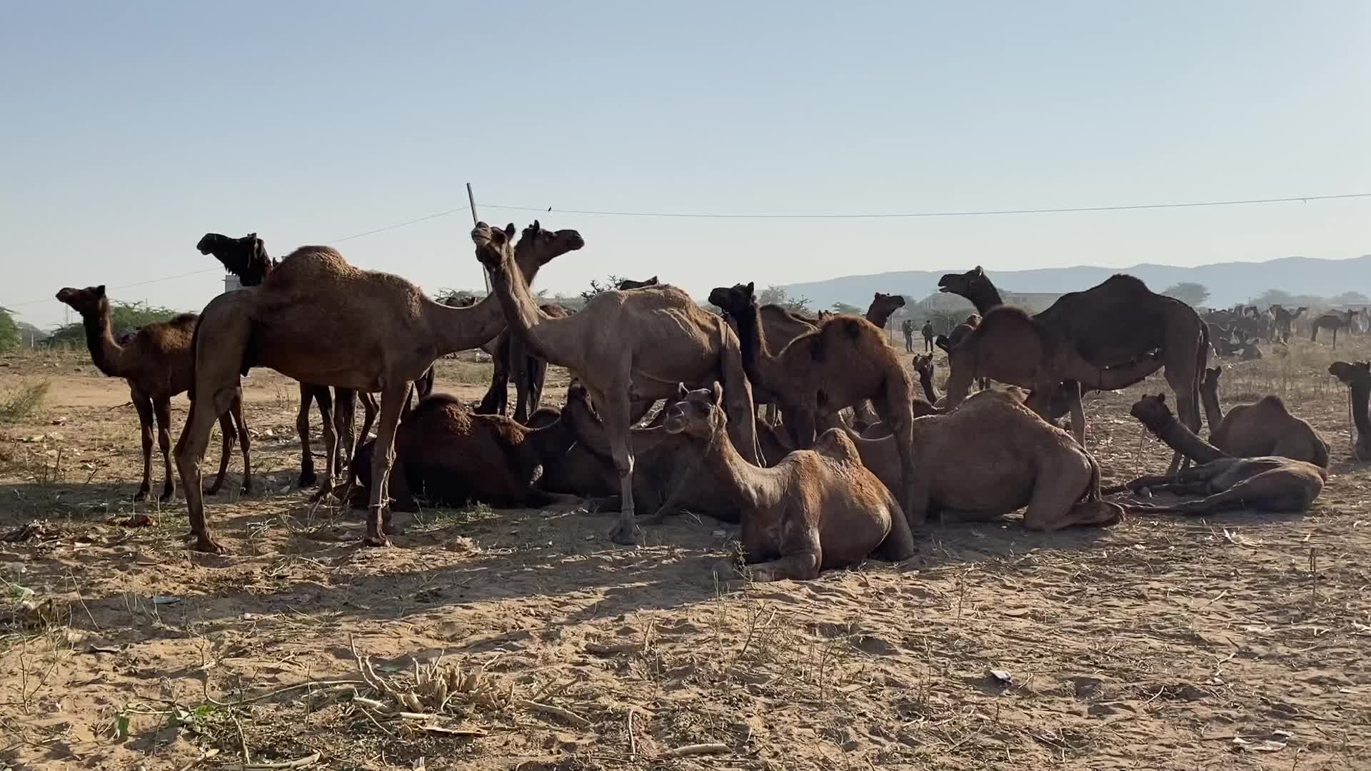 Annual Pushkar cattle Fair 2021