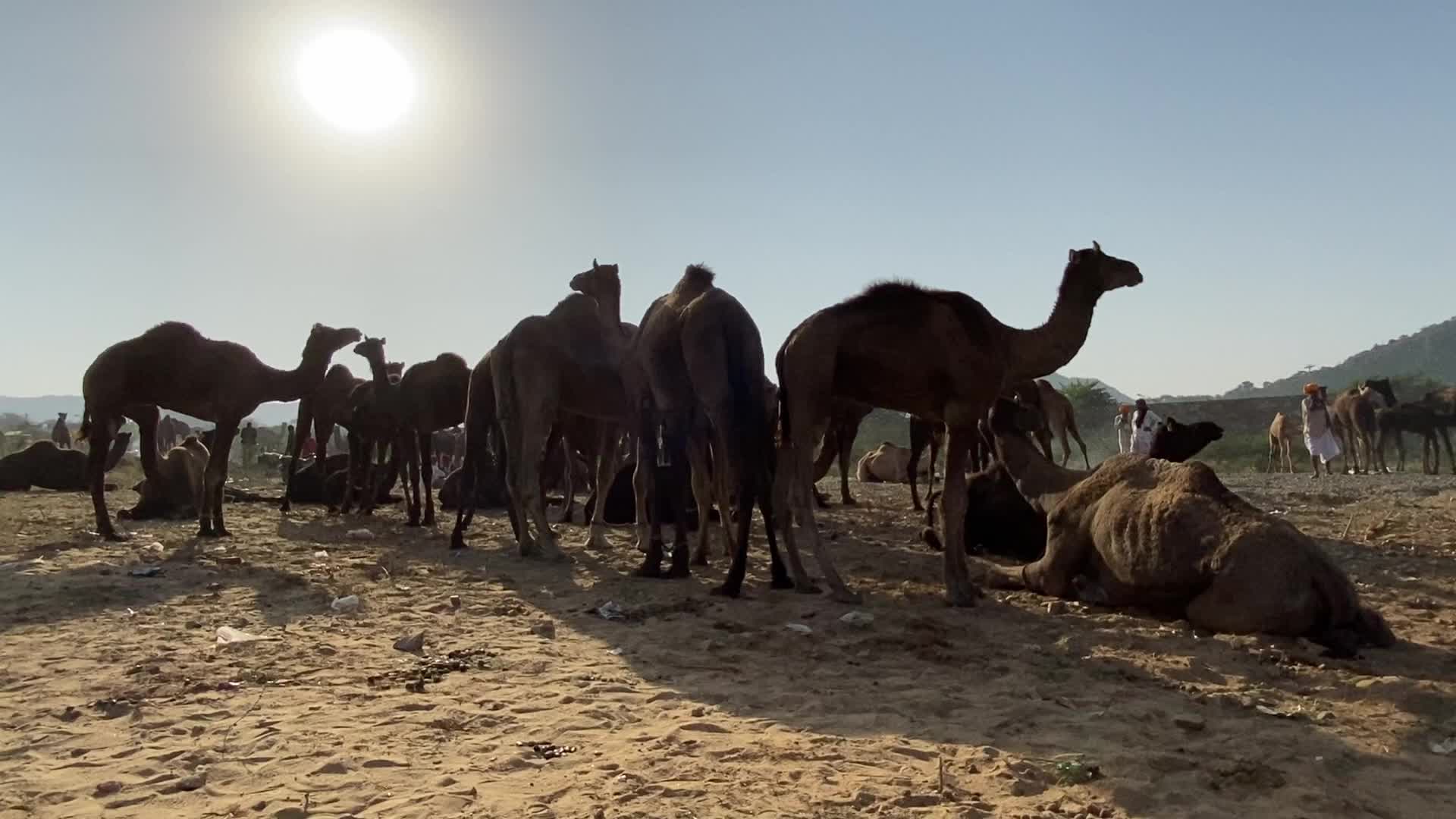Annual Pushkar cattle Fair 2021