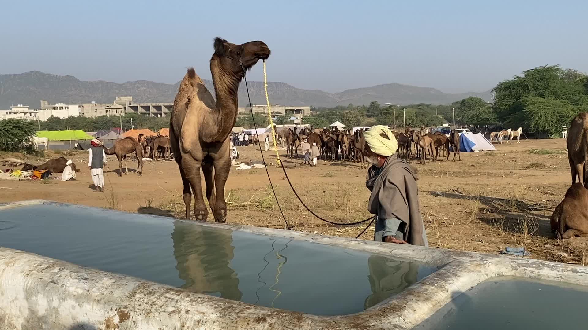 Annual Pushkar cattle Fair 2021