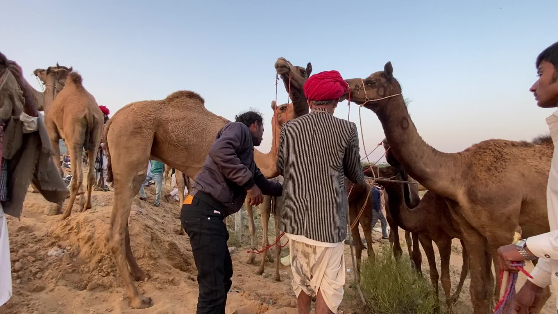 Annual Pushkar cattle Fair 2021