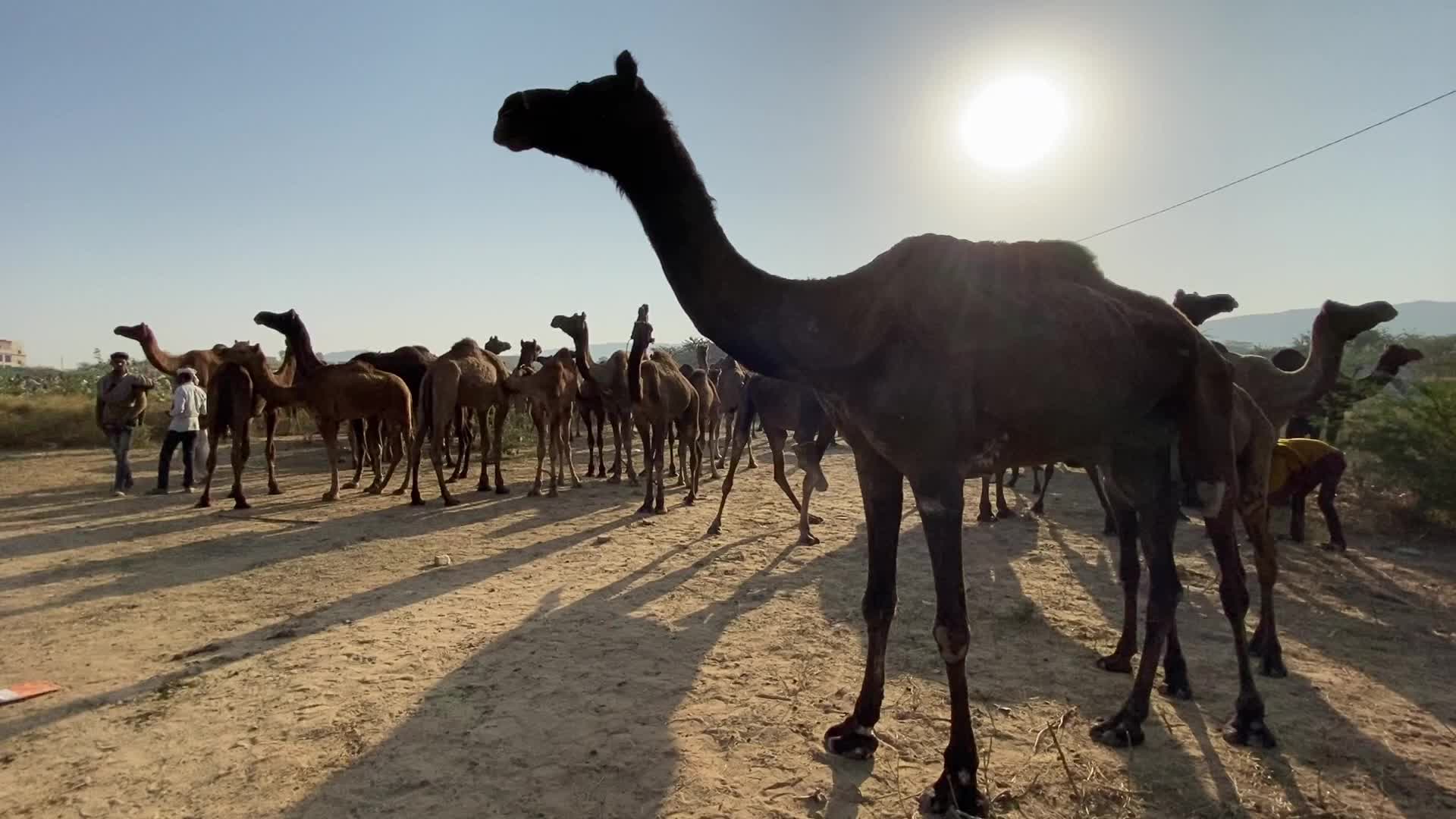 Annual Pushkar cattle Fair 2021