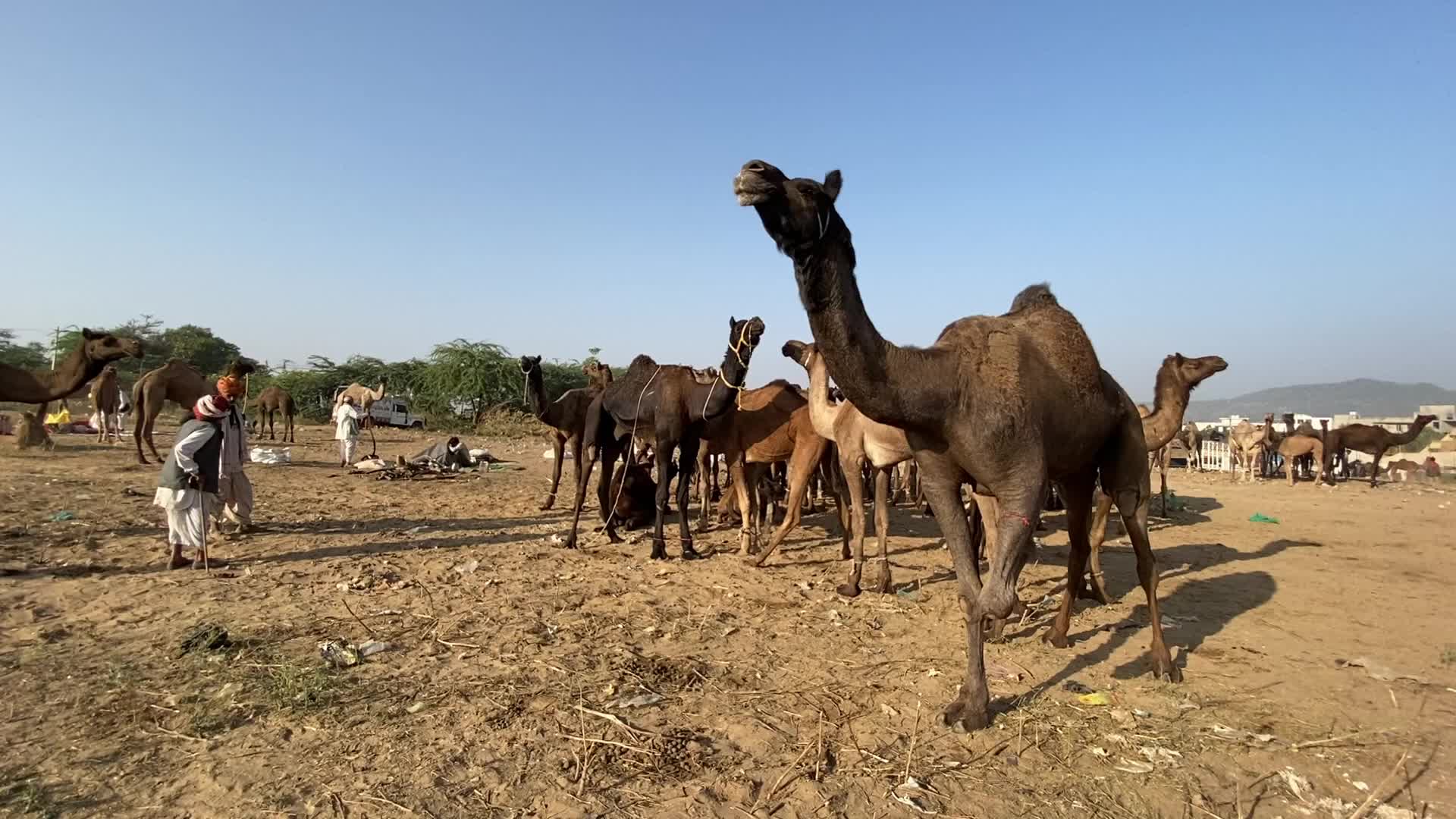 Annual Pushkar cattle Fair 2021