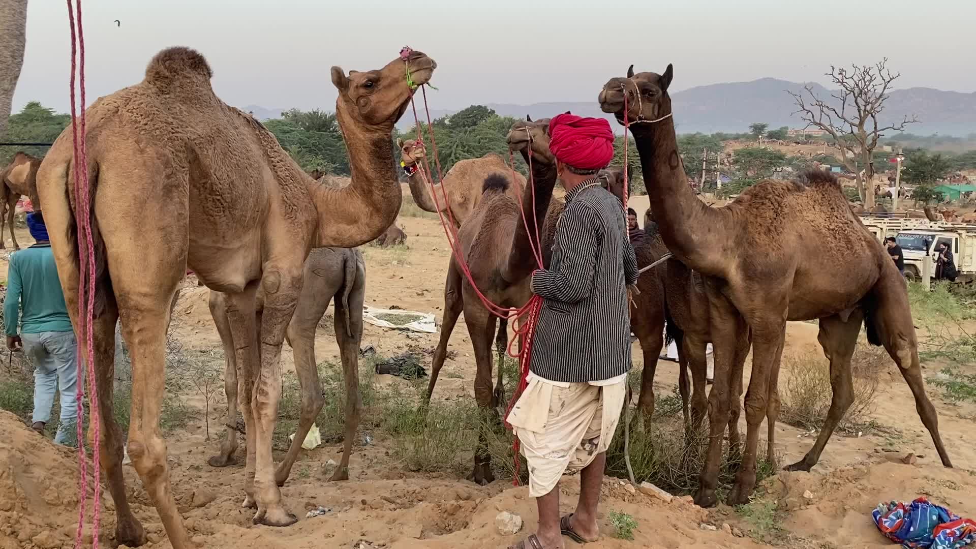 Annual Pushkar cattle Fair 2021