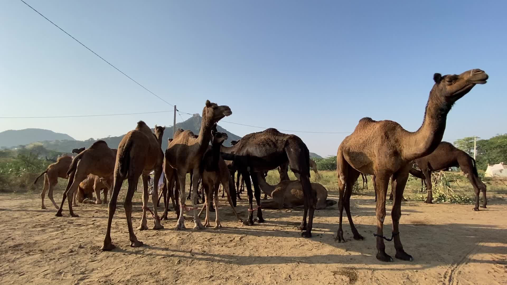 Annual Pushkar cattle Fair 2021