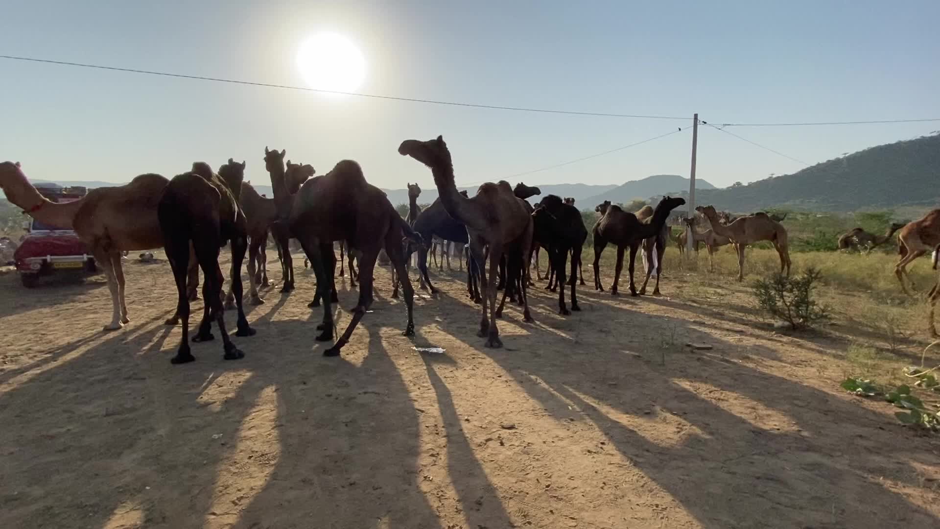 Annual Pushkar cattle Fair 2021