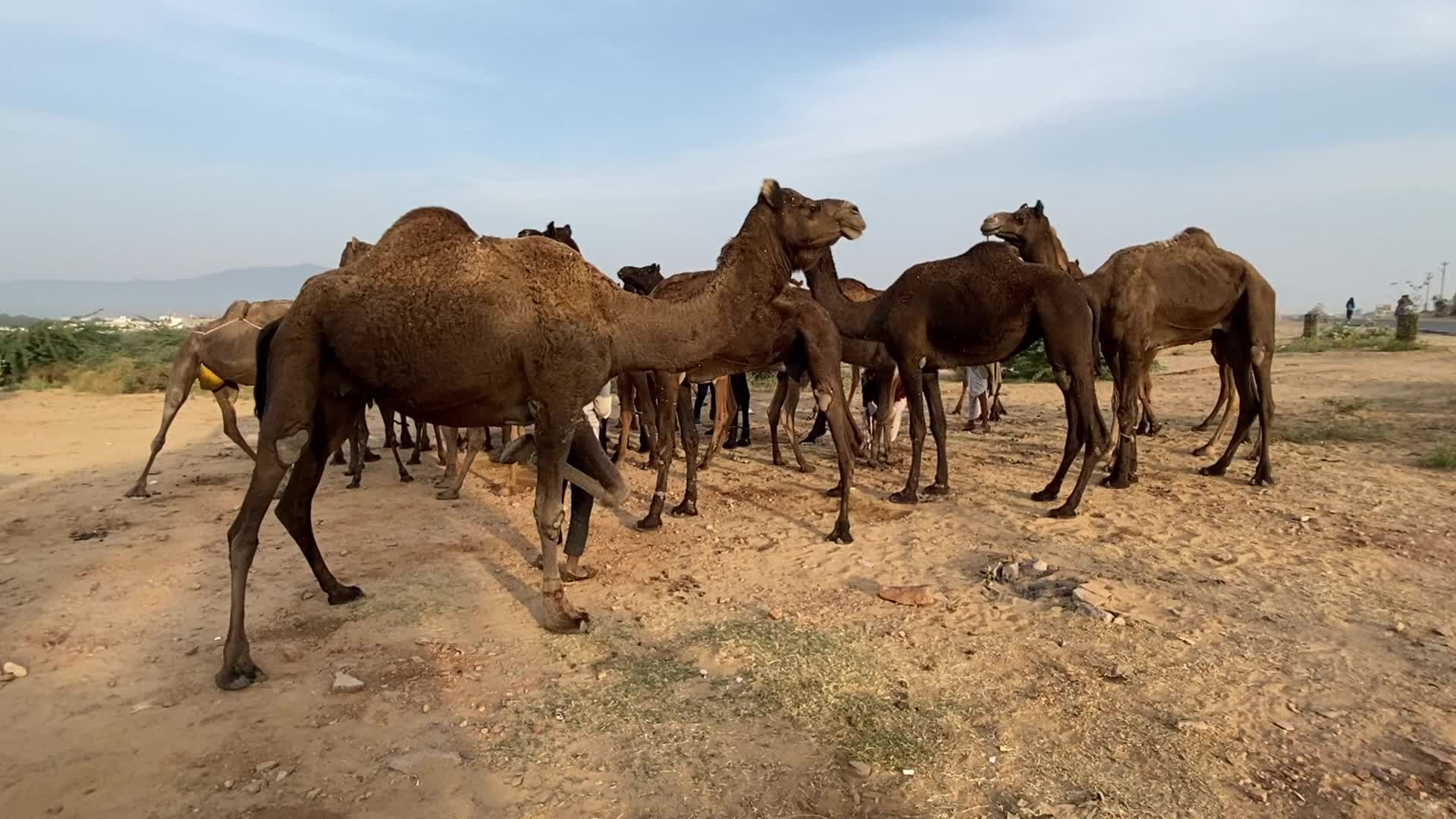 Indian camel traders During the annual Pushkar Camel Fair in Pushkar
