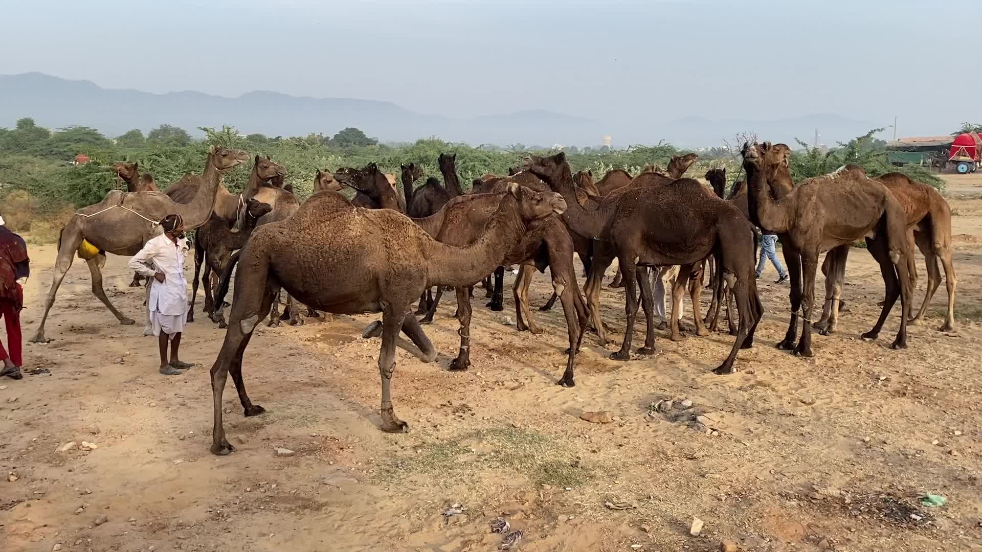 Indian camel traders During the annual Pushkar Camel Fair in Pushkar