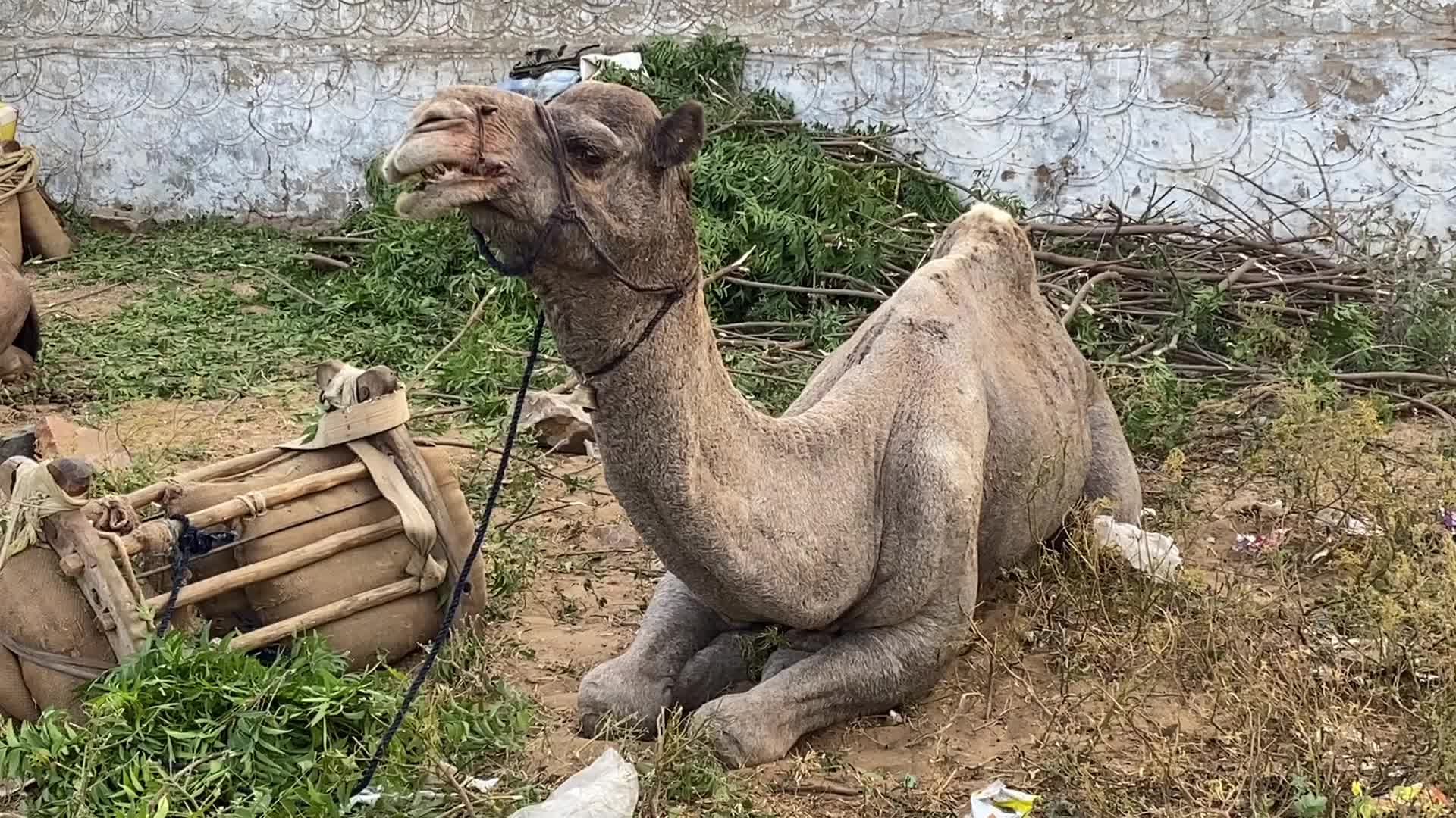 Indian camel traders During the annual Pushkar Camel Fair in Pushkar