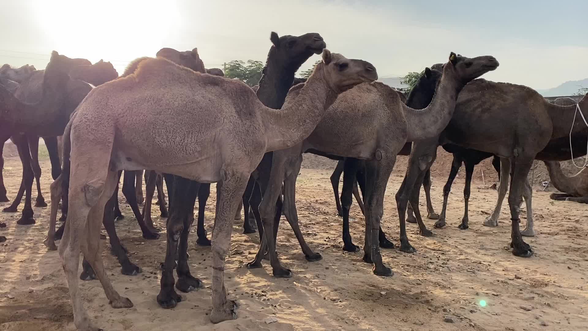 Indian camel traders During the annual Pushkar Camel Fair in Pushkar