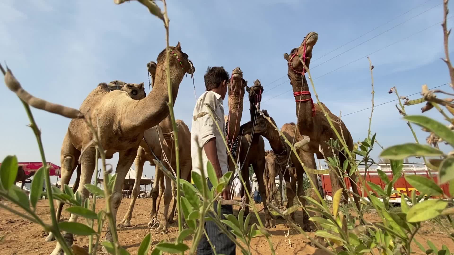 Indian camel traders During the annual Pushkar Camel Fair in Pushkar
