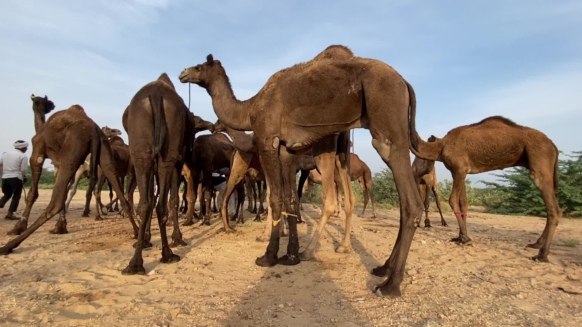 Indian camel traders During the annual Pushkar Camel Fair in Pushkar