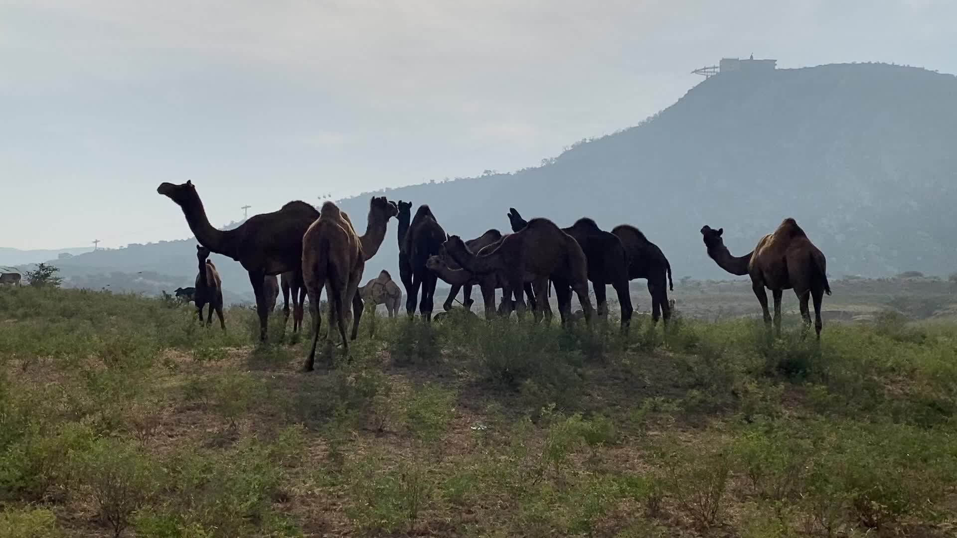 Indian camel traders During the annual Pushkar Camel Fair in Pushkar