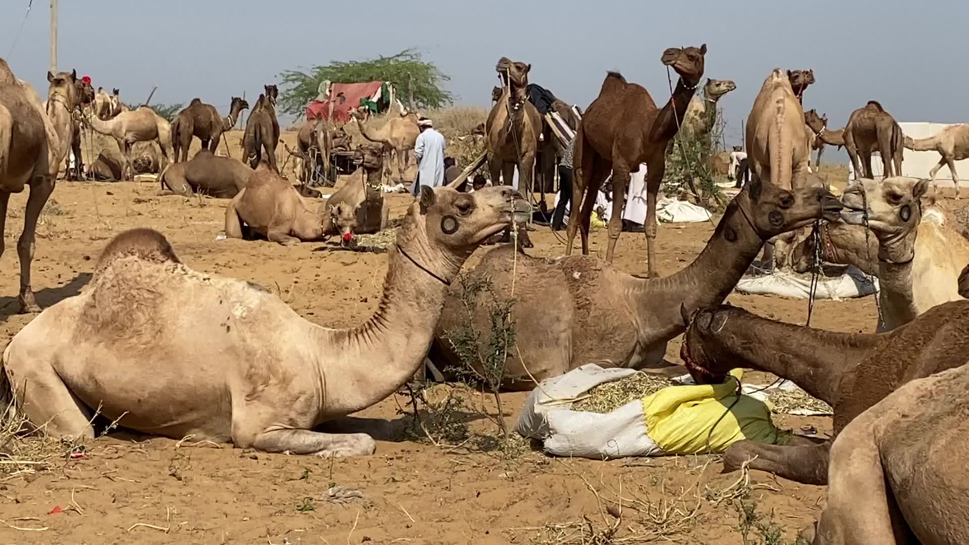 Indian camel traders During the annual Pushkar Camel Fair in Pushkar