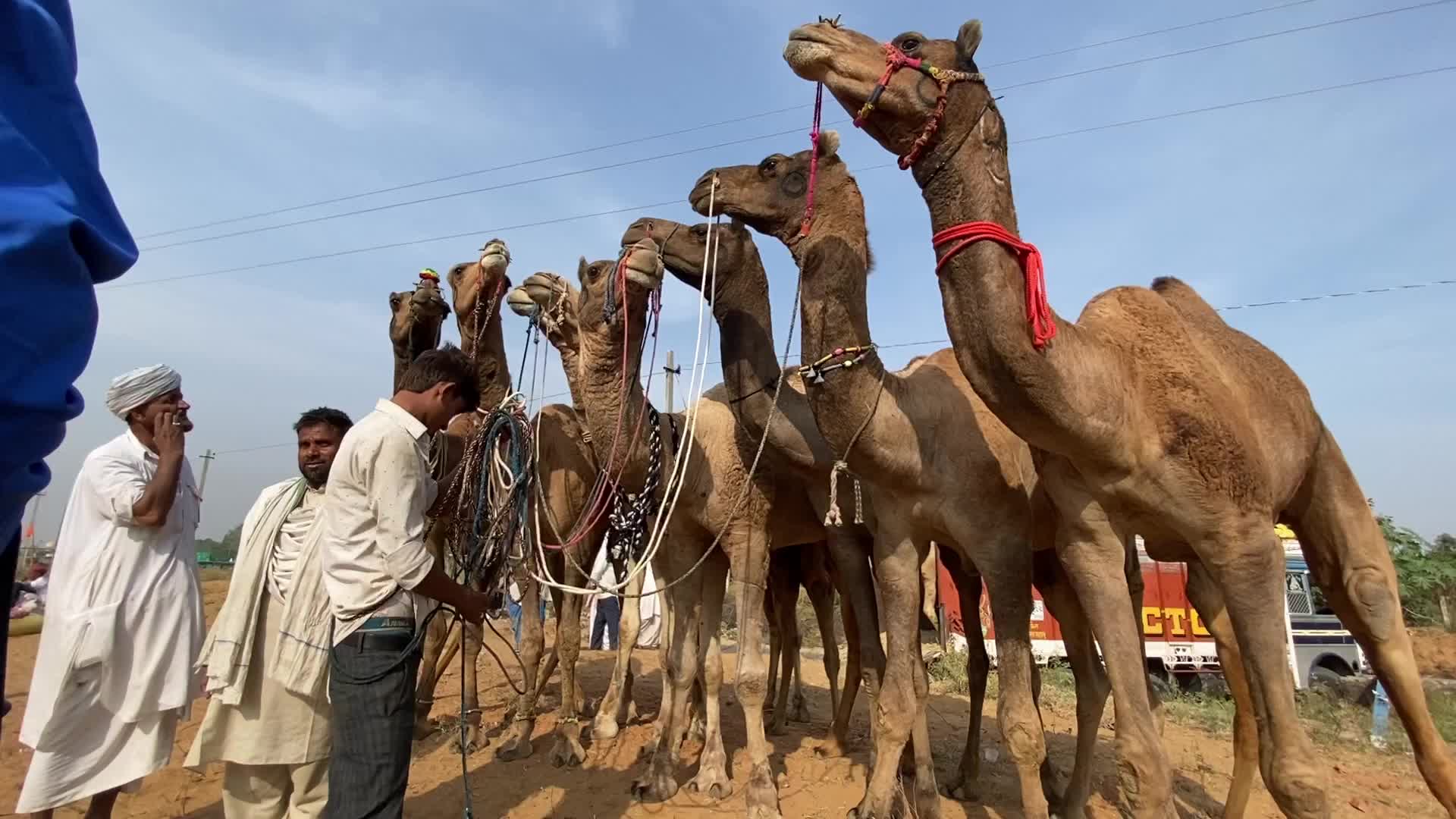 Indian camel traders During the annual Pushkar Camel Fair in Pushkar