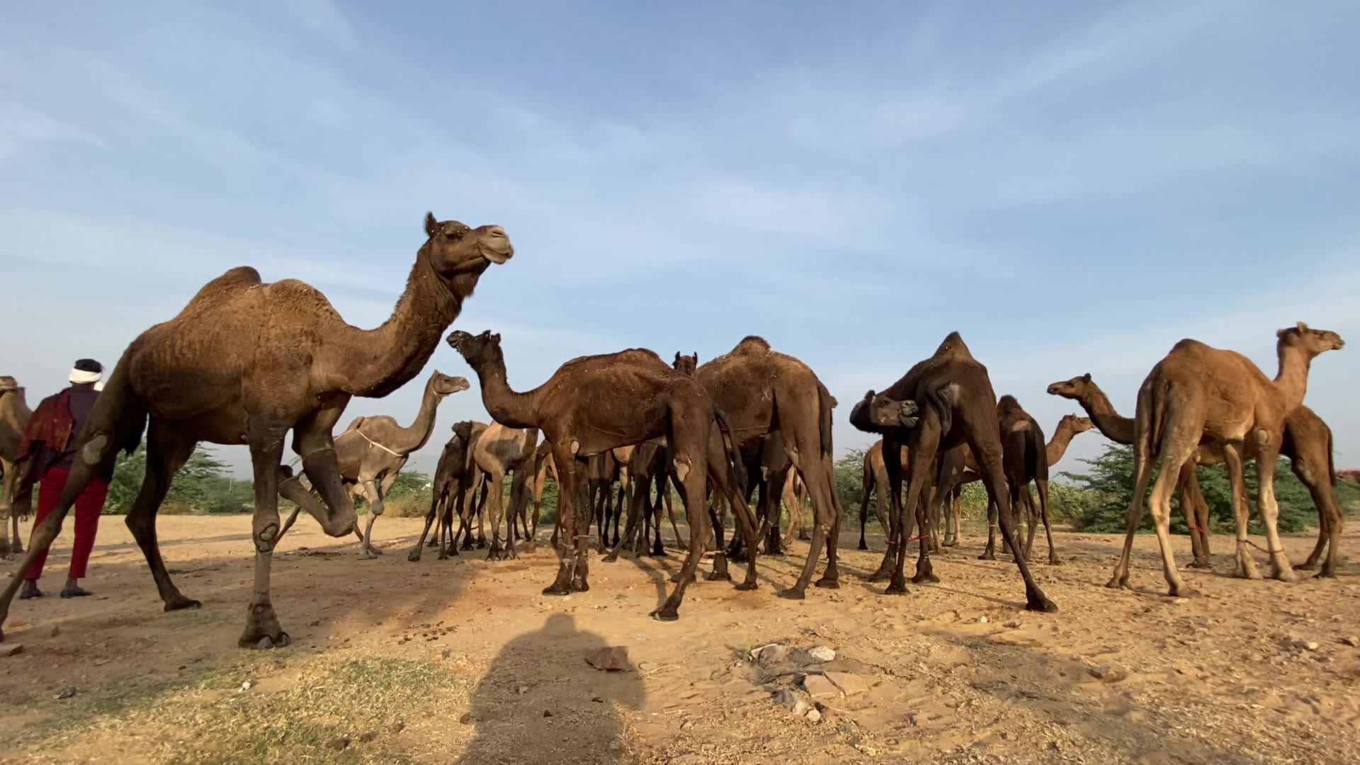Indian camel traders During the annual Pushkar Camel Fair in Pushkar