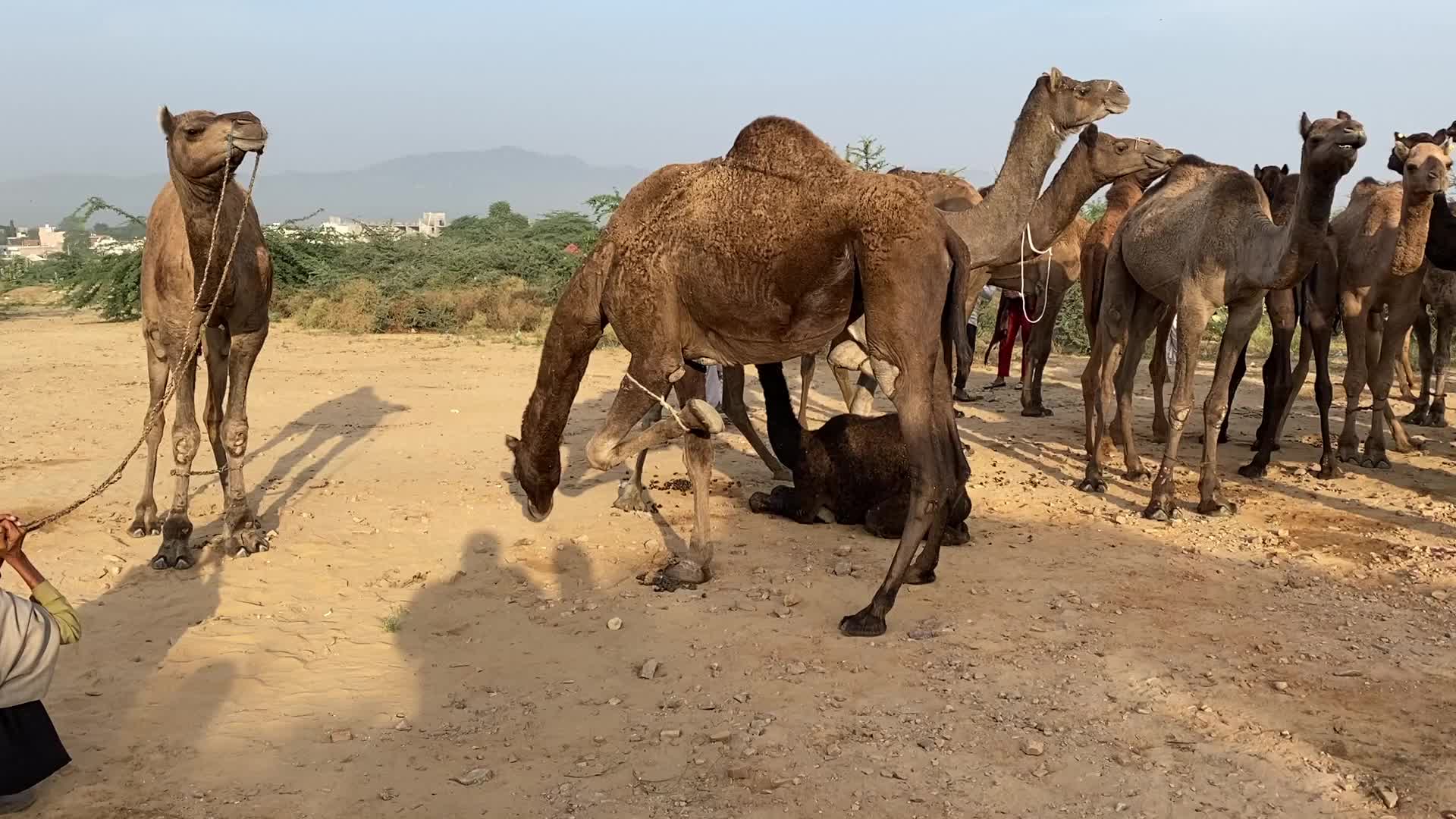 Indian camel traders During the annual Pushkar Camel Fair in Pushkar