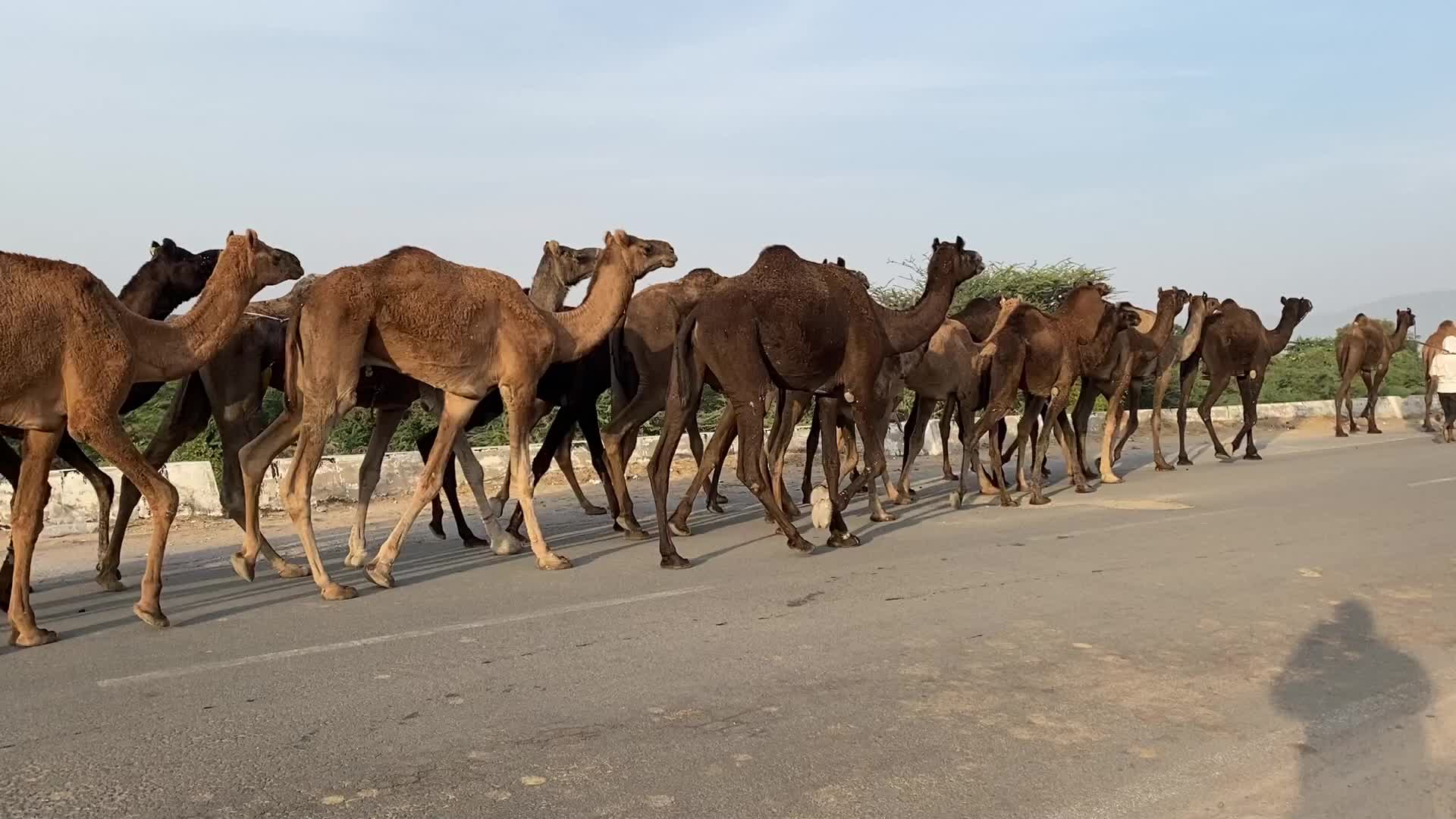Indian camel traders During the annual Pushkar Camel Fair in Pushkar