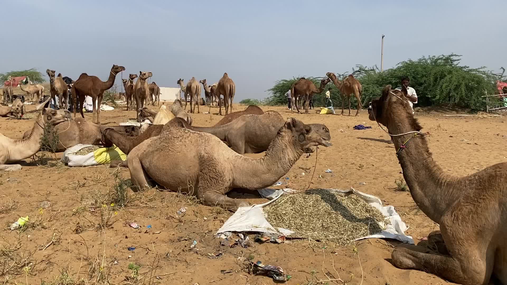 Indian camel traders During the annual Pushkar Camel Fair in Pushkar