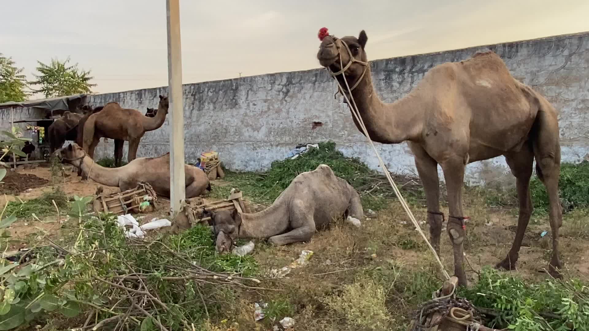 Indian camel traders During the annual Pushkar Camel Fair in Pushkar