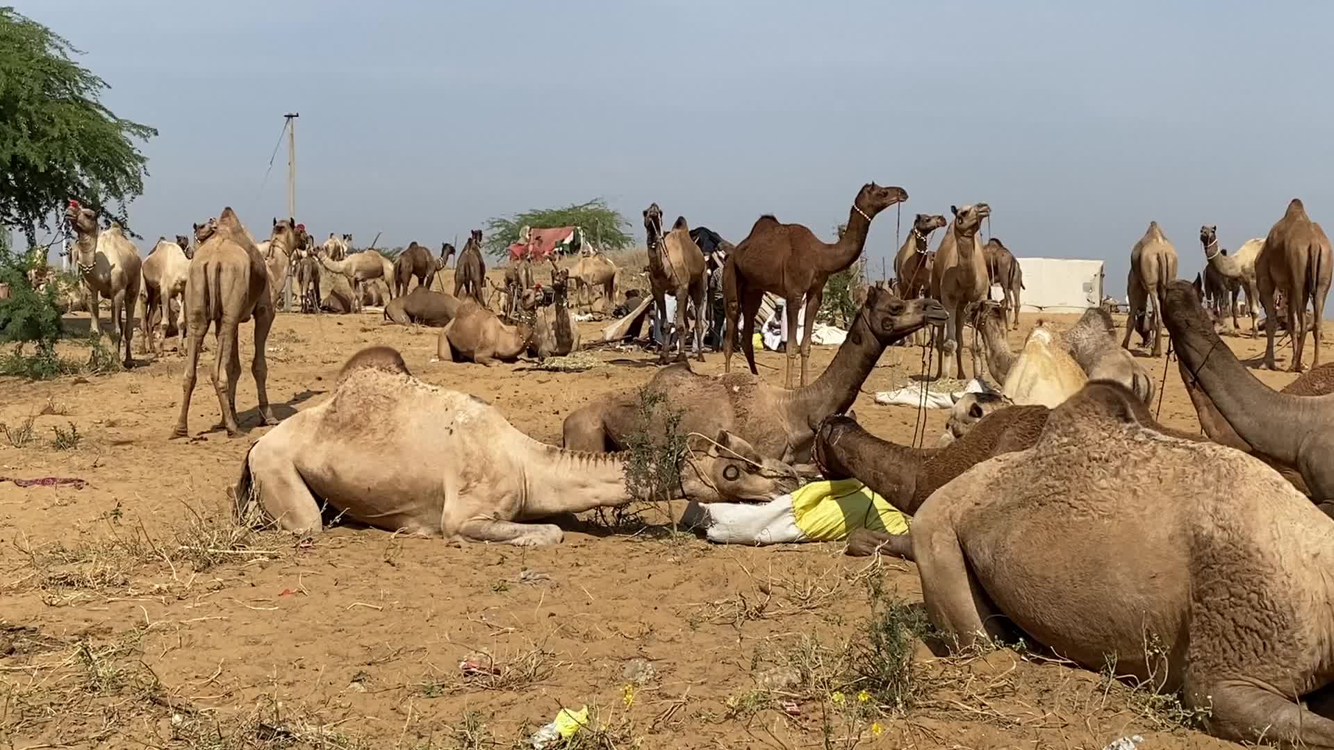 Indian camel traders During the annual Pushkar Camel Fair in Pushkar