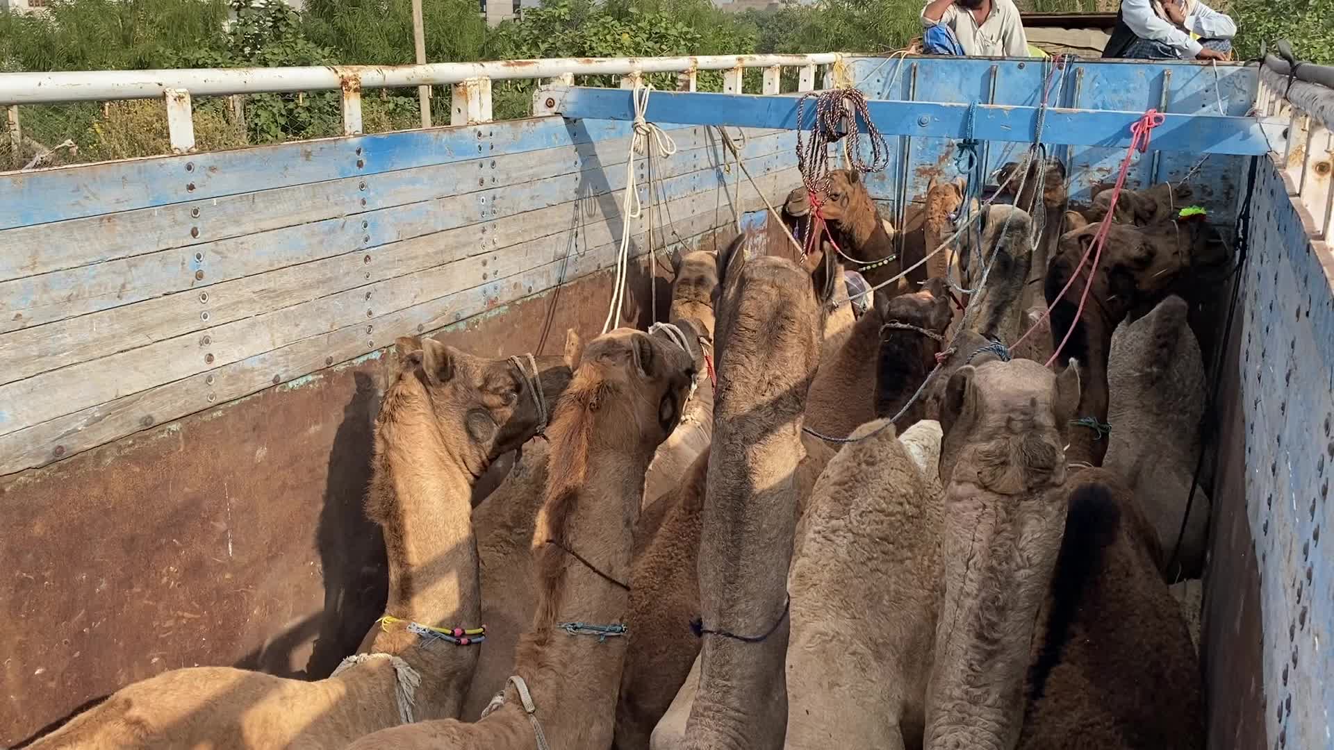 Indian camel traders During the annual Pushkar Camel Fair in Pushkar